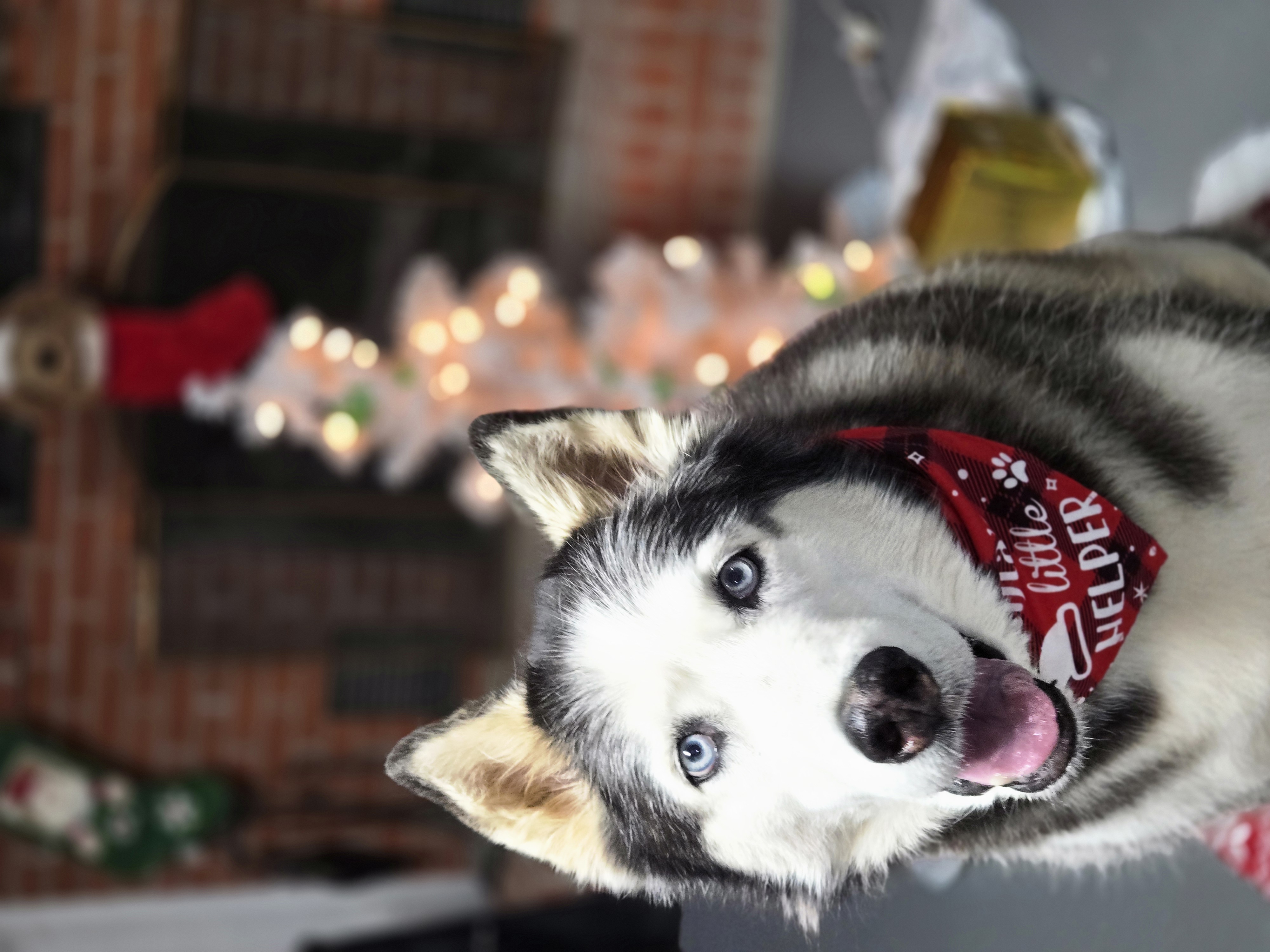Husky in Santa's little helper bandana by Christmas tree