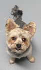 Chase the Yorkie โ feeling better!