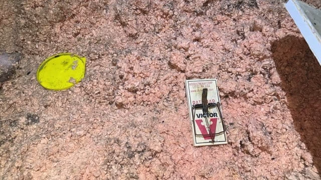 Pest traps and evidence of rodent activity