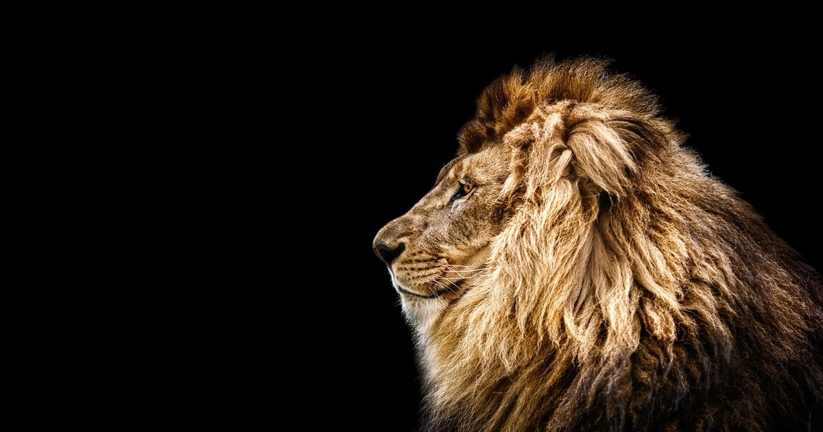 A lion in profile gazing into the dark — the patriarch, bold as a lion, leading for life