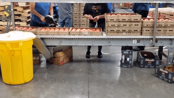 Automatic applicator applying PLU labels on tomatoes