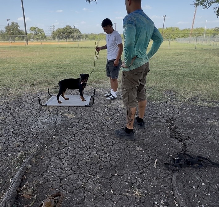 Place command training — owner involved every step