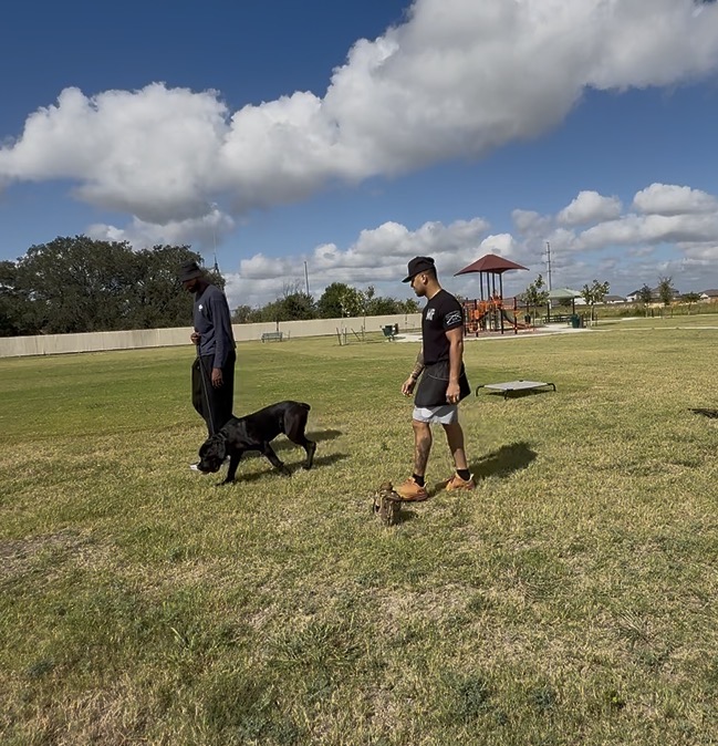 Outdoor obedience work — real environments, real results
