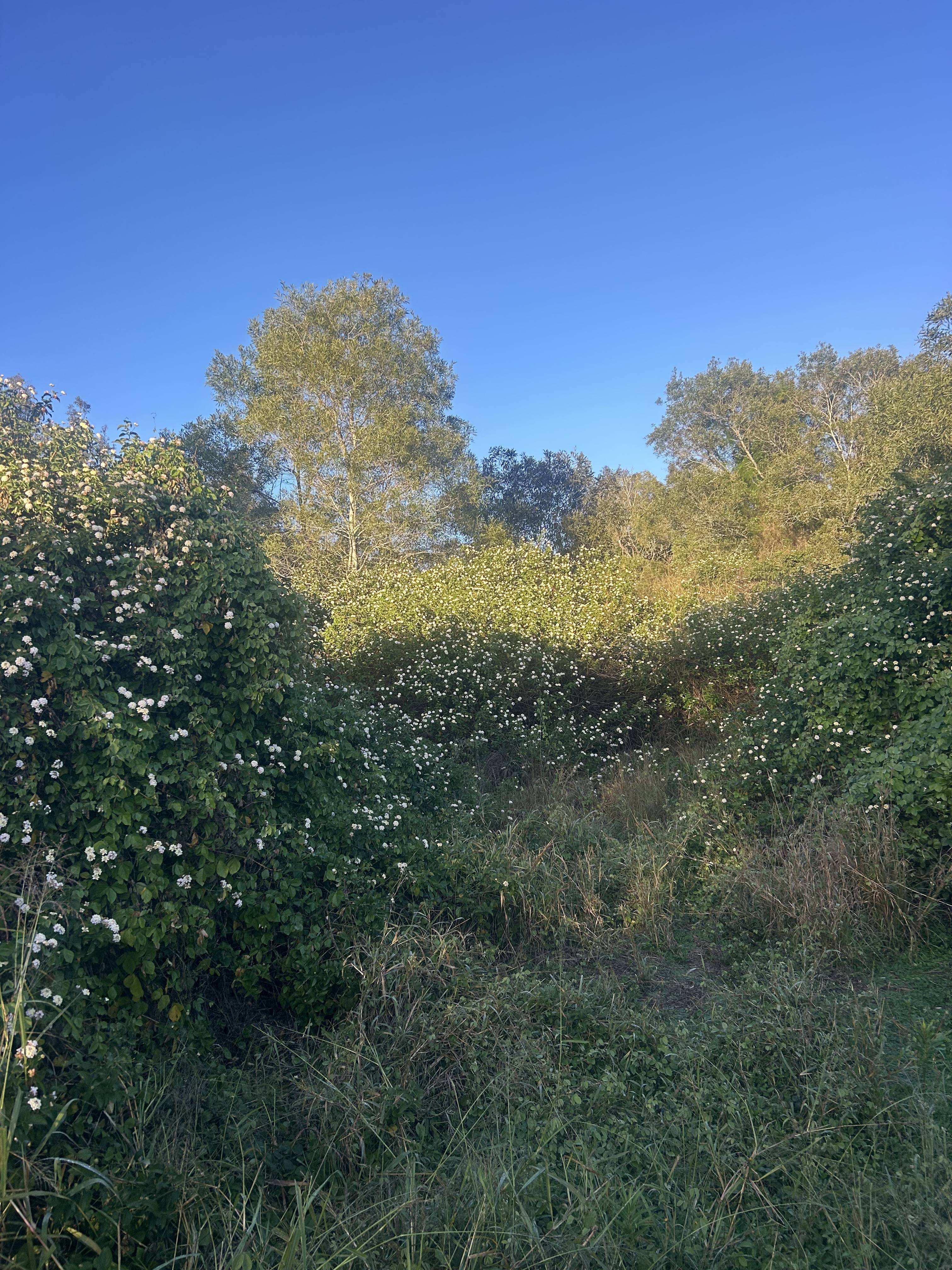 Before — overgrown site with dense vegetation and scrub