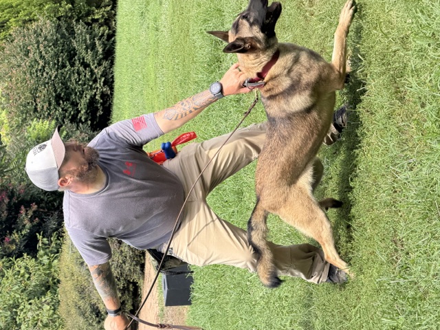 Sean Long handling a Malinois lunging forward