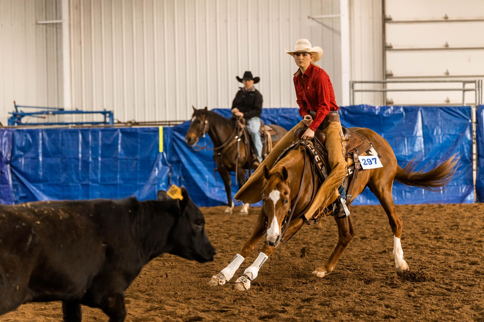 Caitlin Halliwell working cattle at a competition