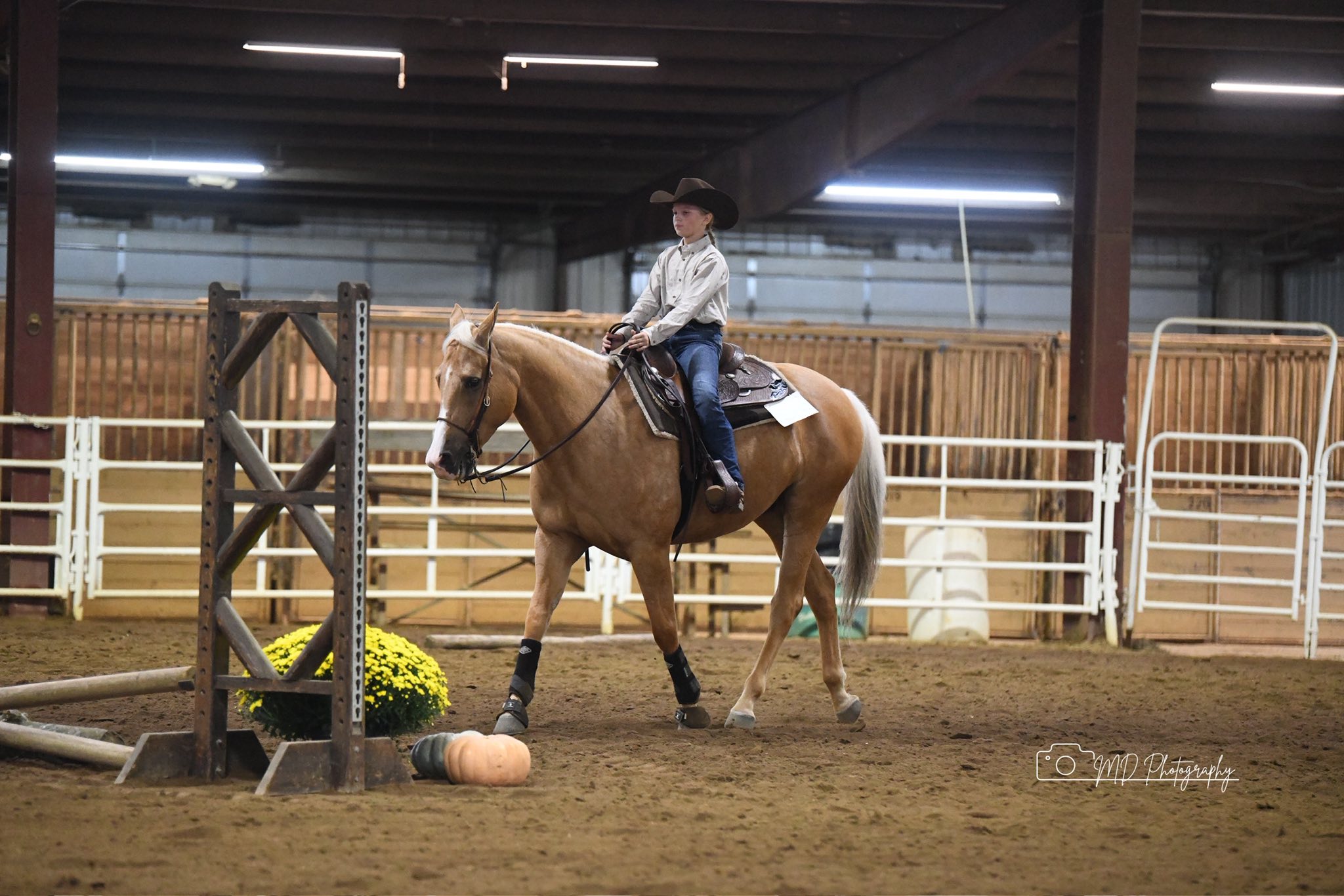 Rider on palomino horse during trail class