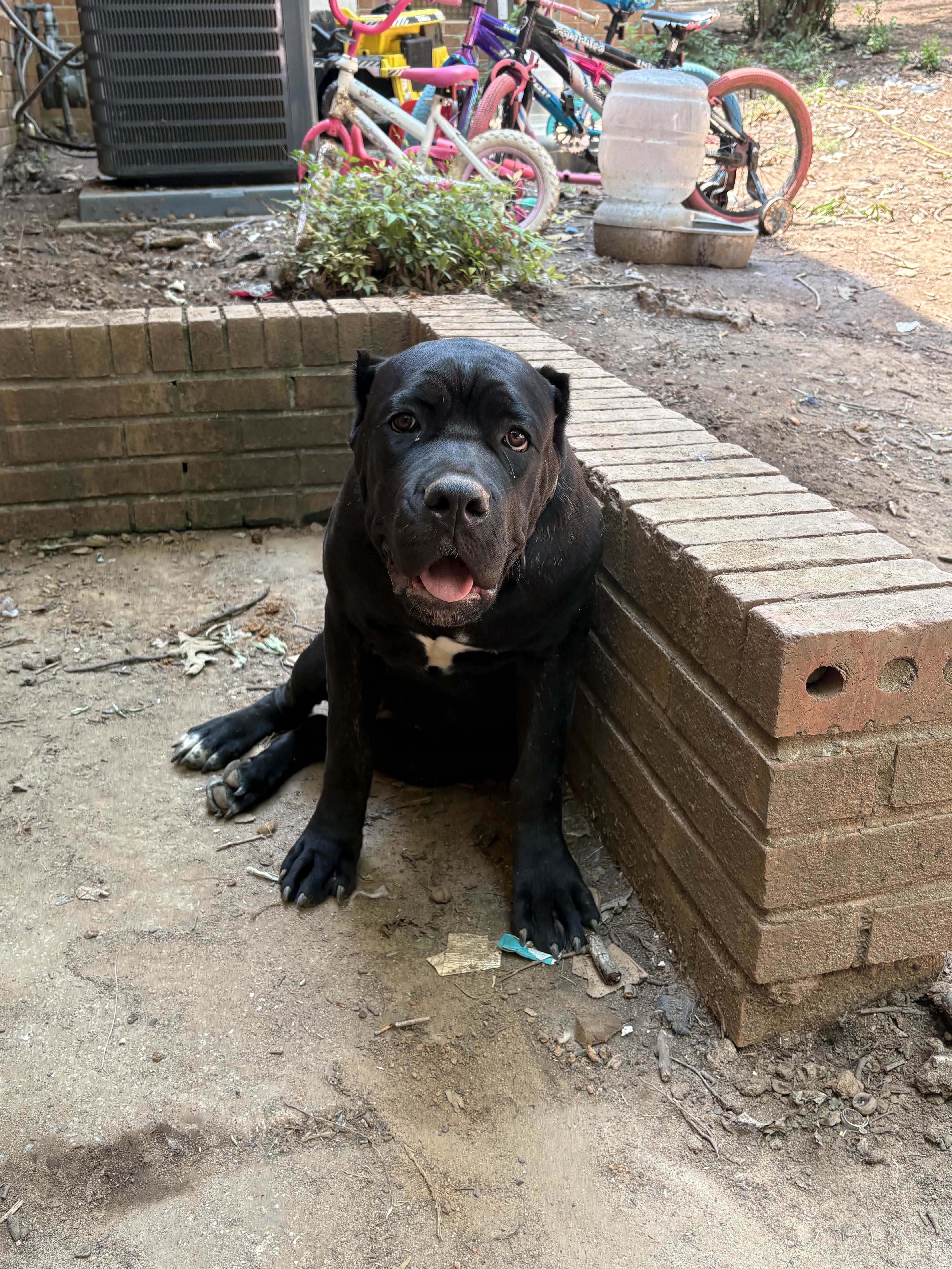 Cane Corso