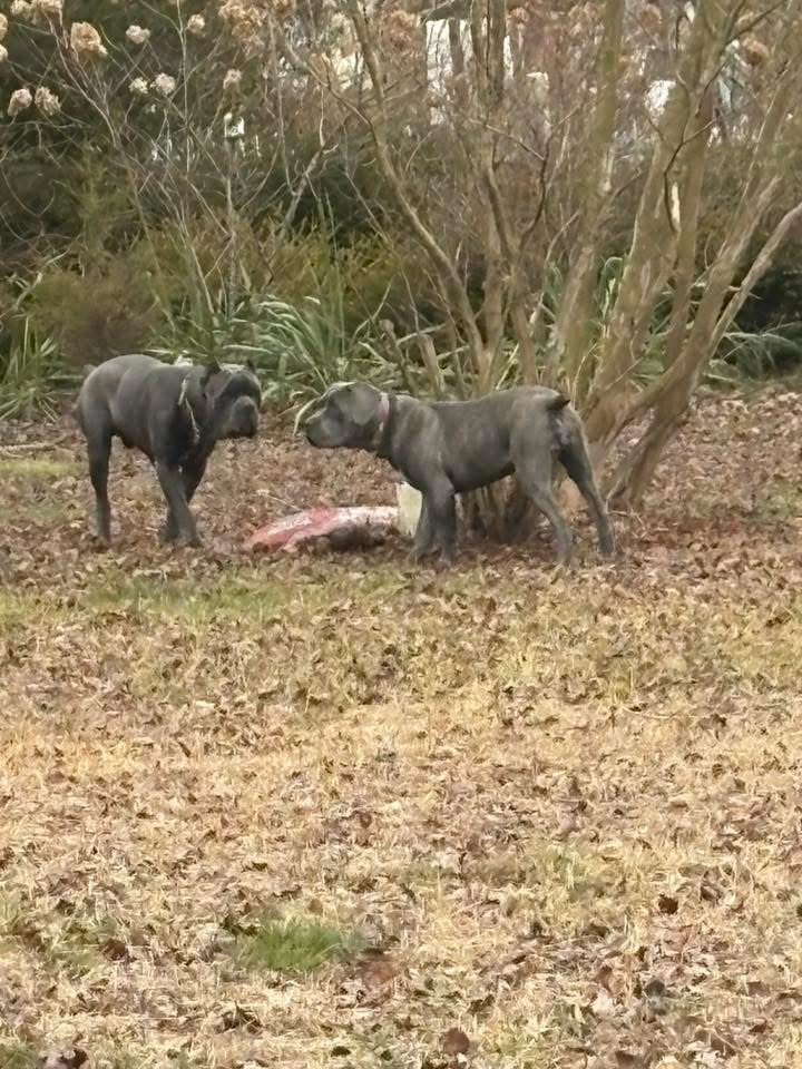 Two grey Cane Corsos in yard