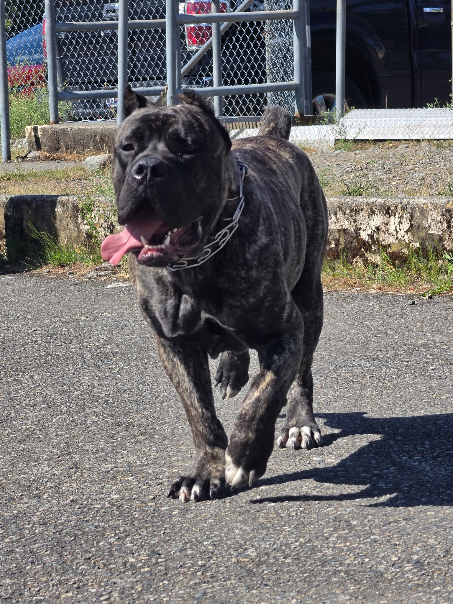 Brindle Cane Corso running