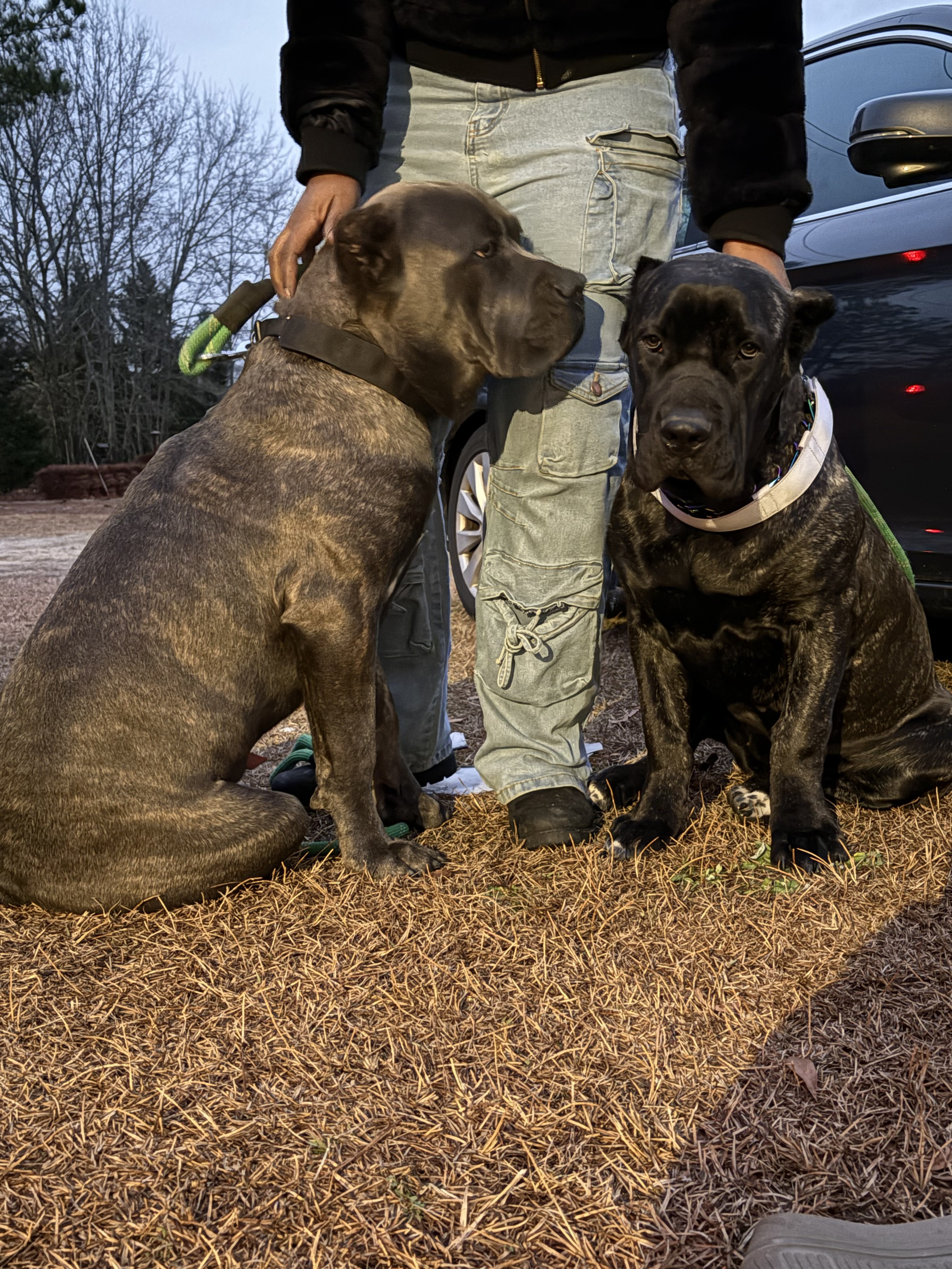 Cane Corso