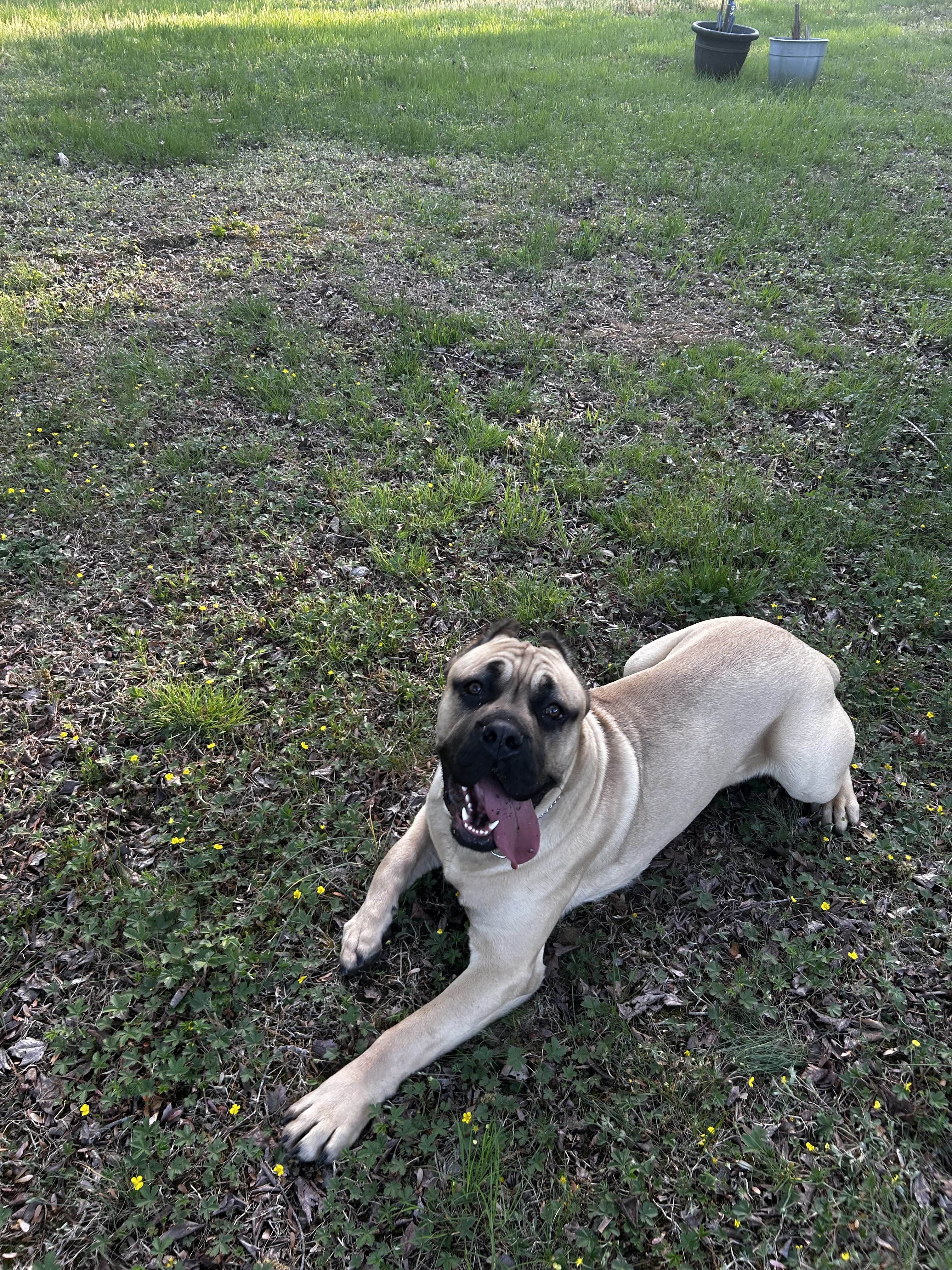 Cane Corso
