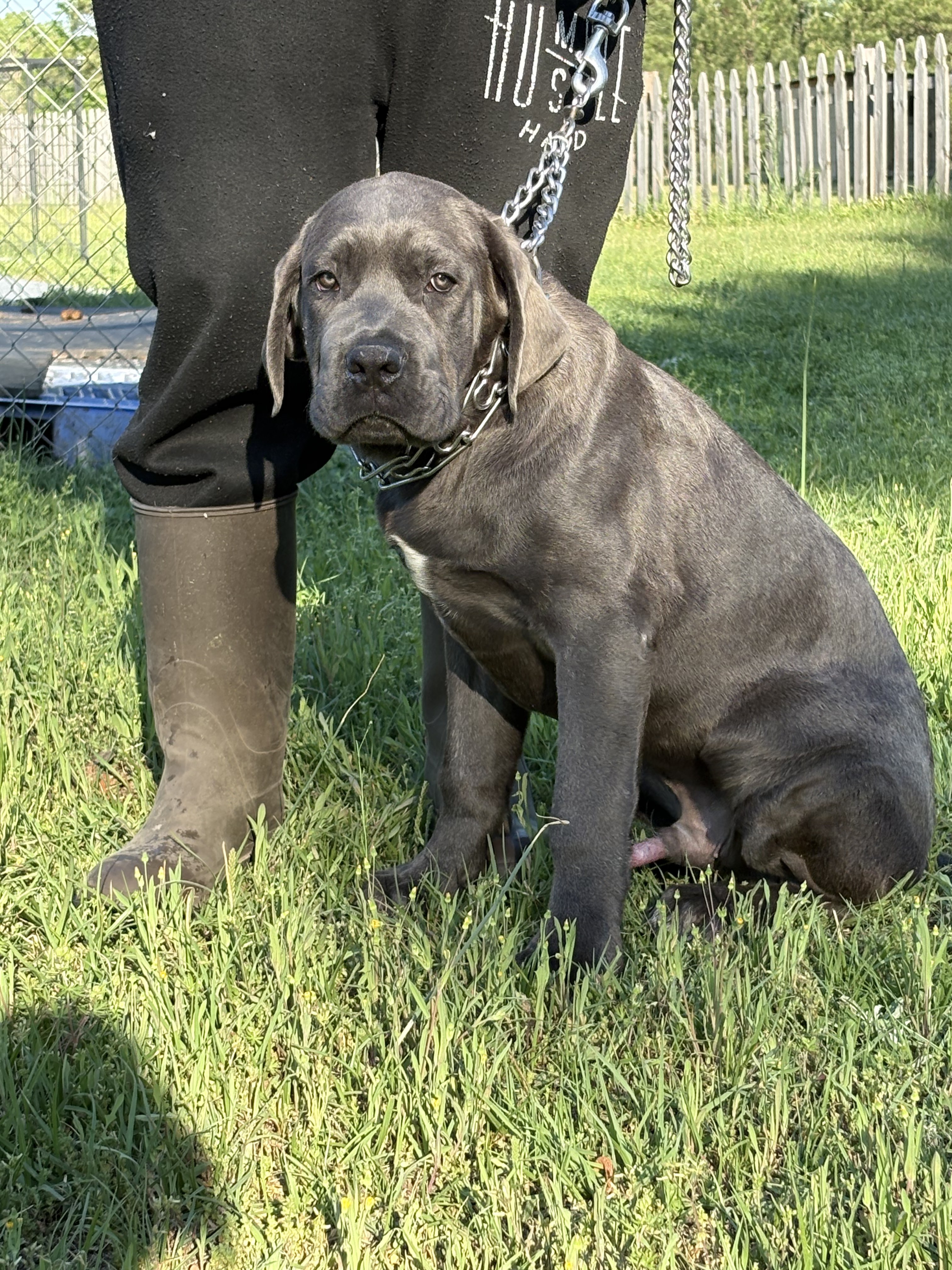 Cane Corso