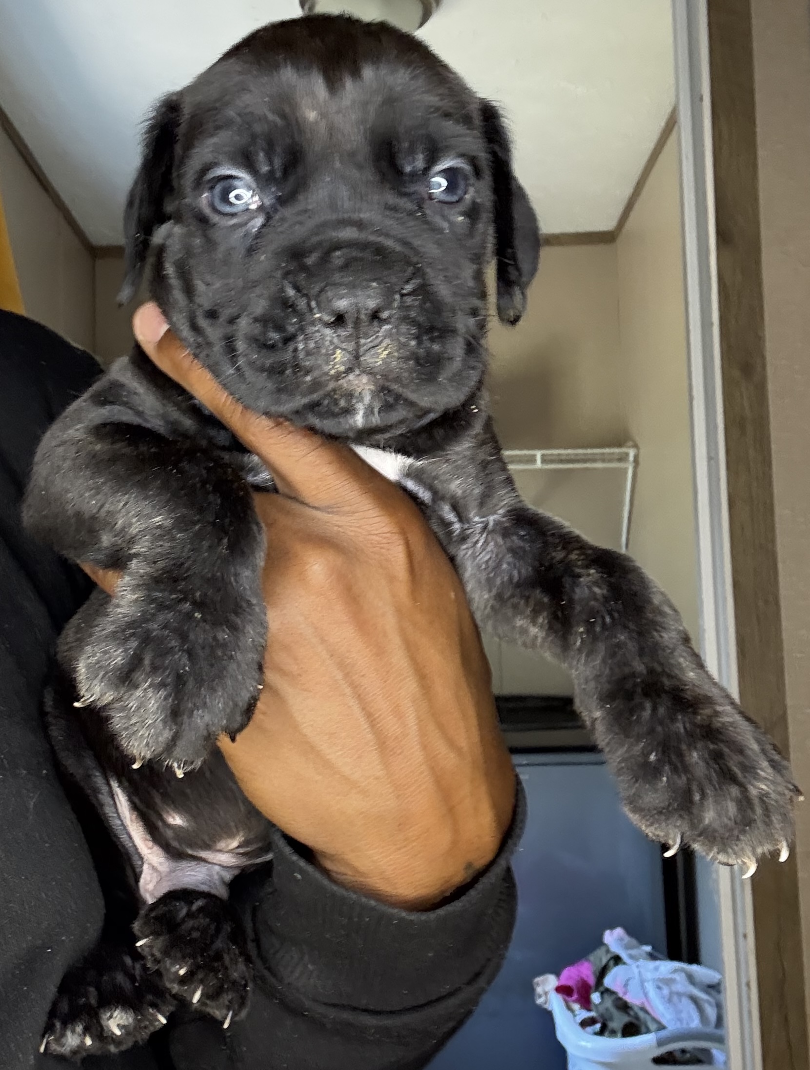 Available puppy 2