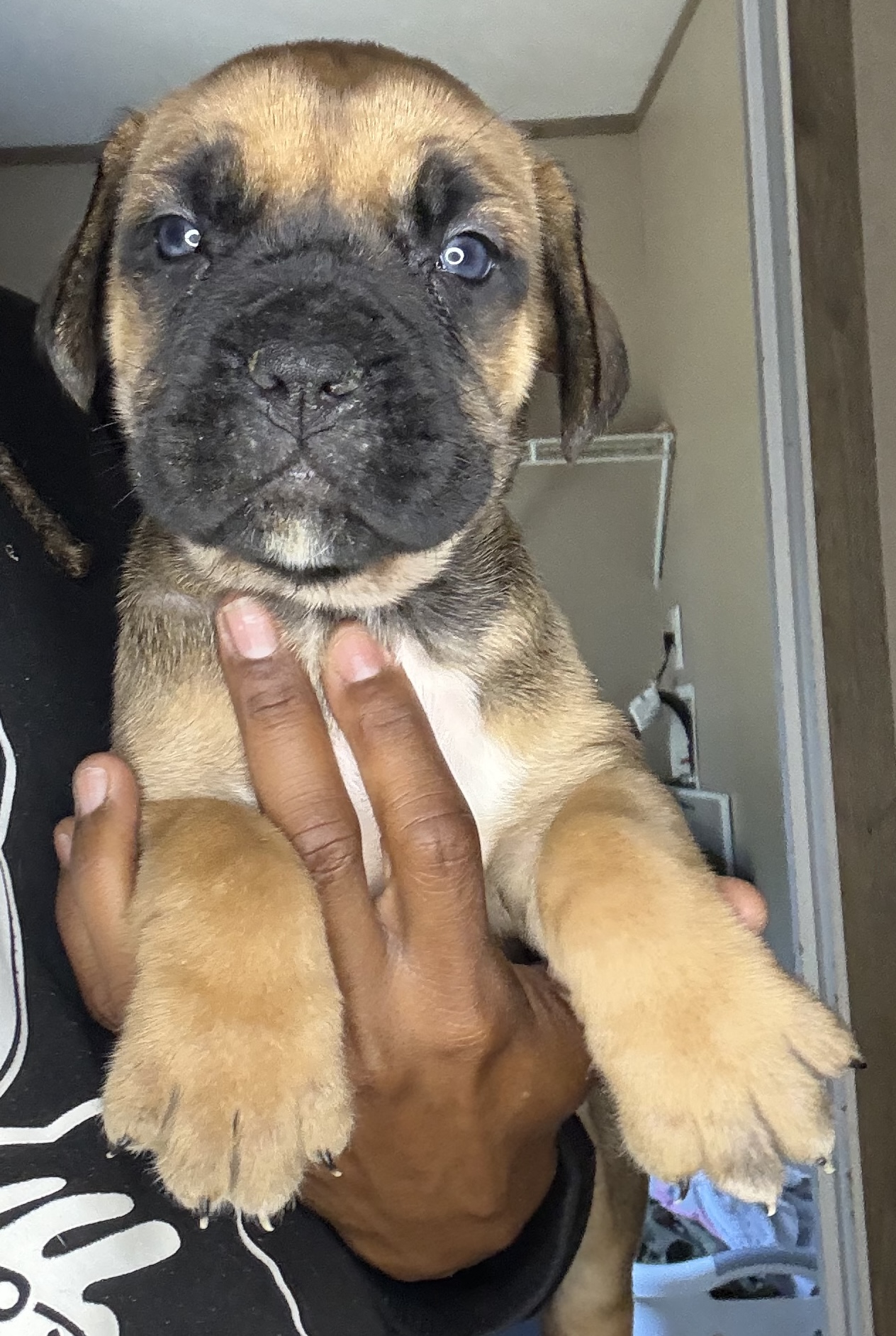 Available puppy 1