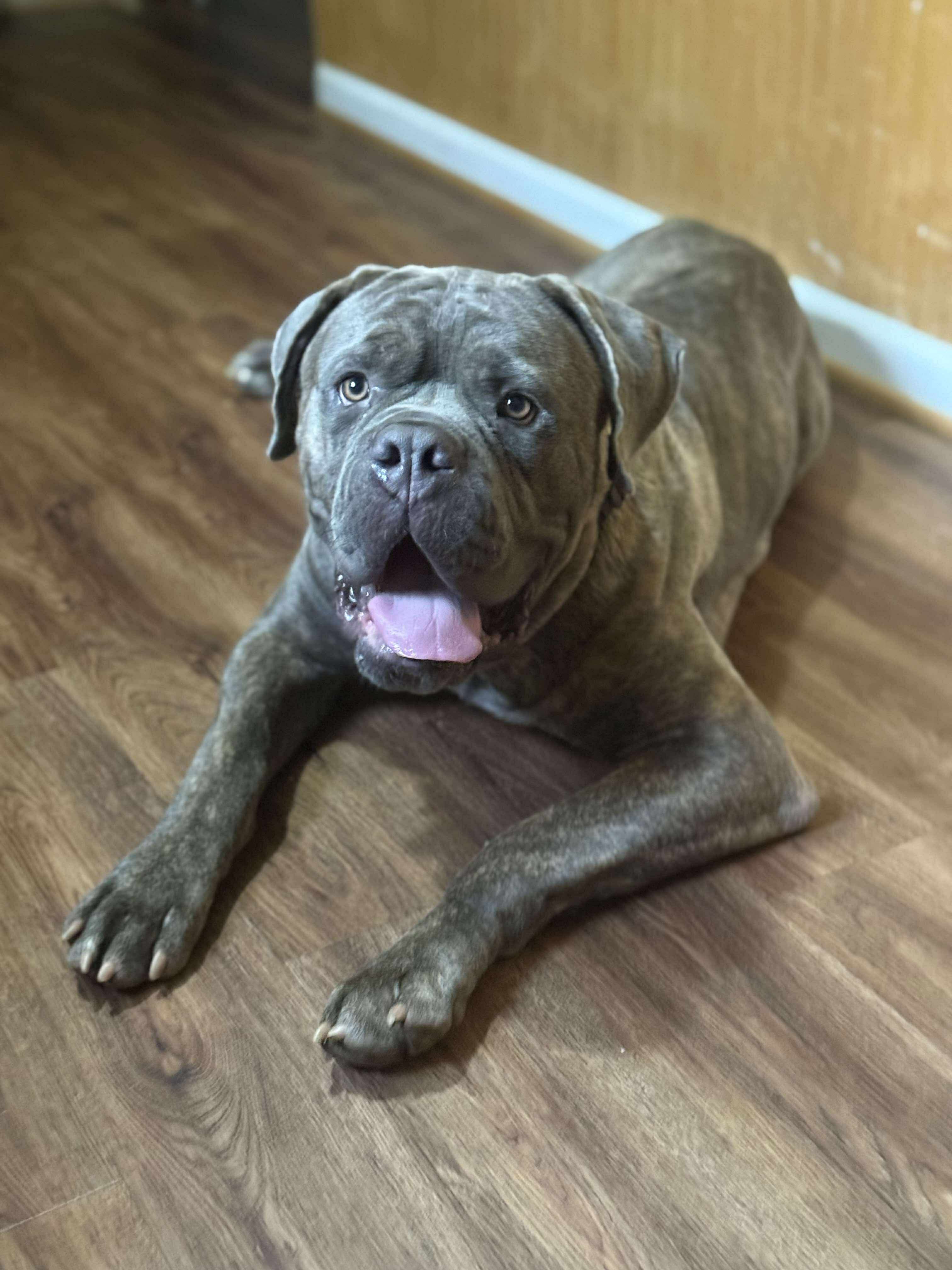 Blue Cane Corso lying on floor
