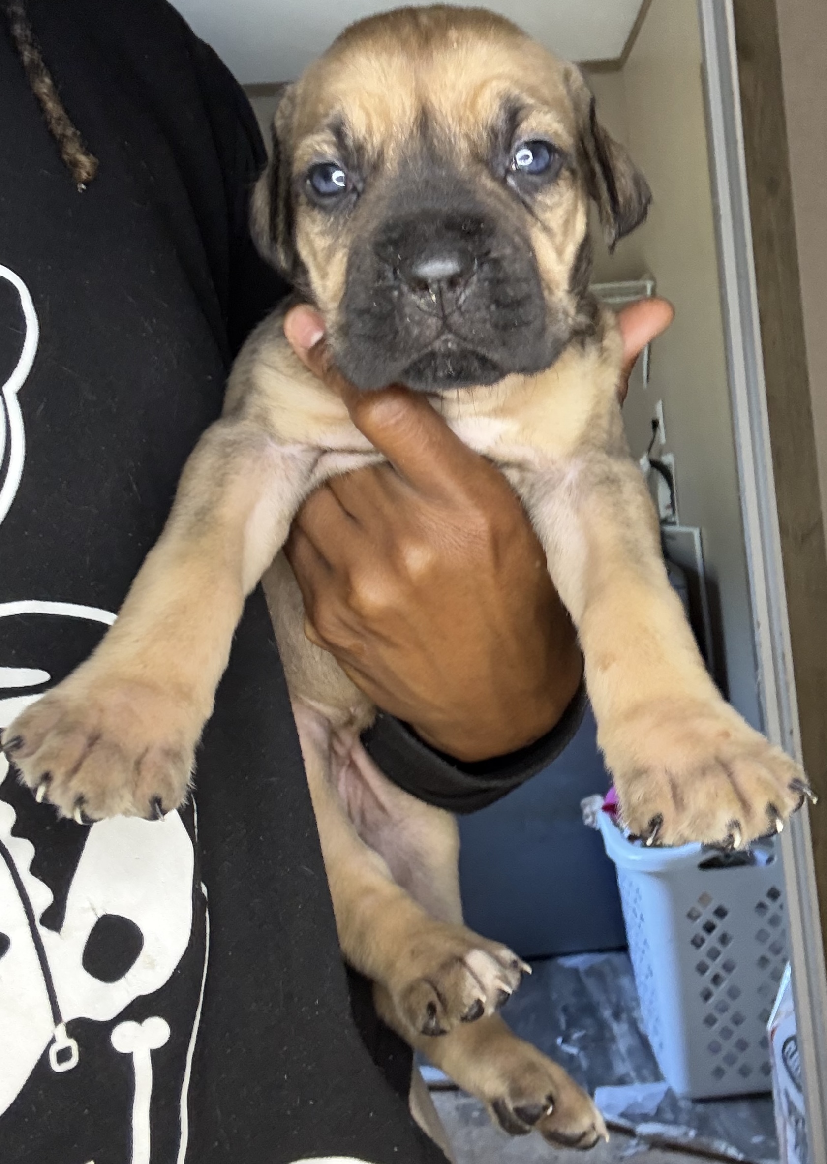 Available puppy 3