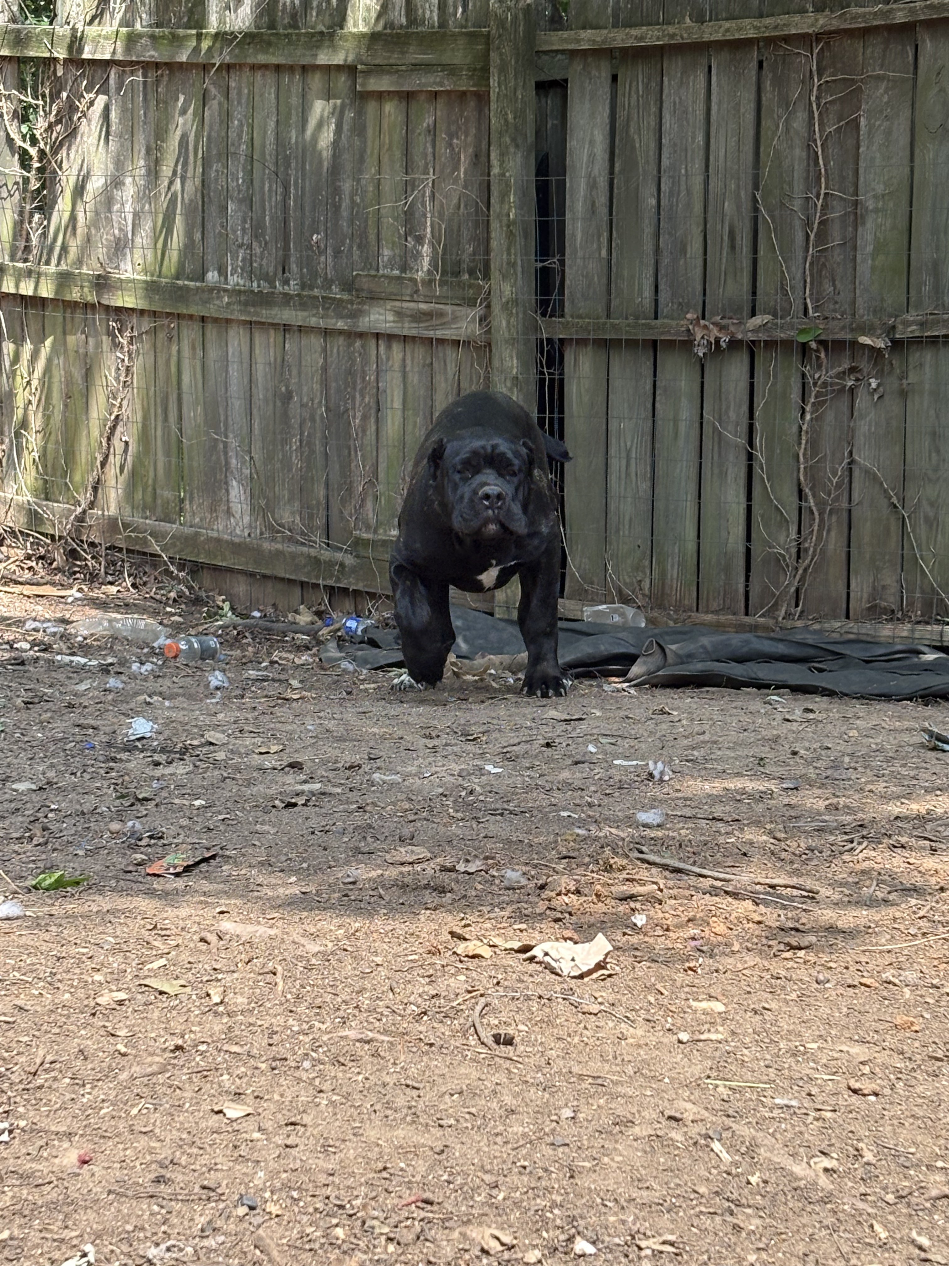 Cane Corso outdoor
