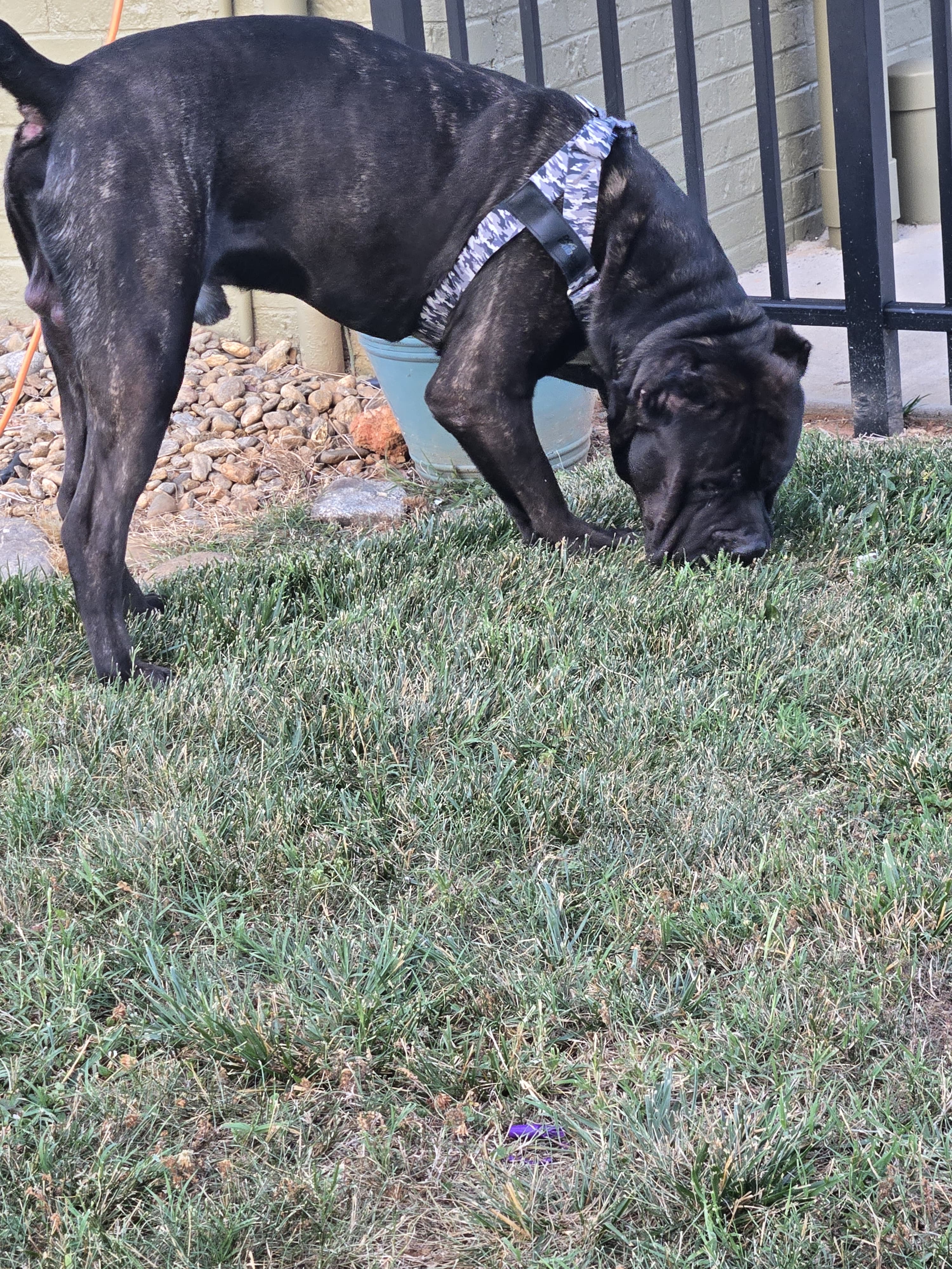 Black Cane Corso on grass