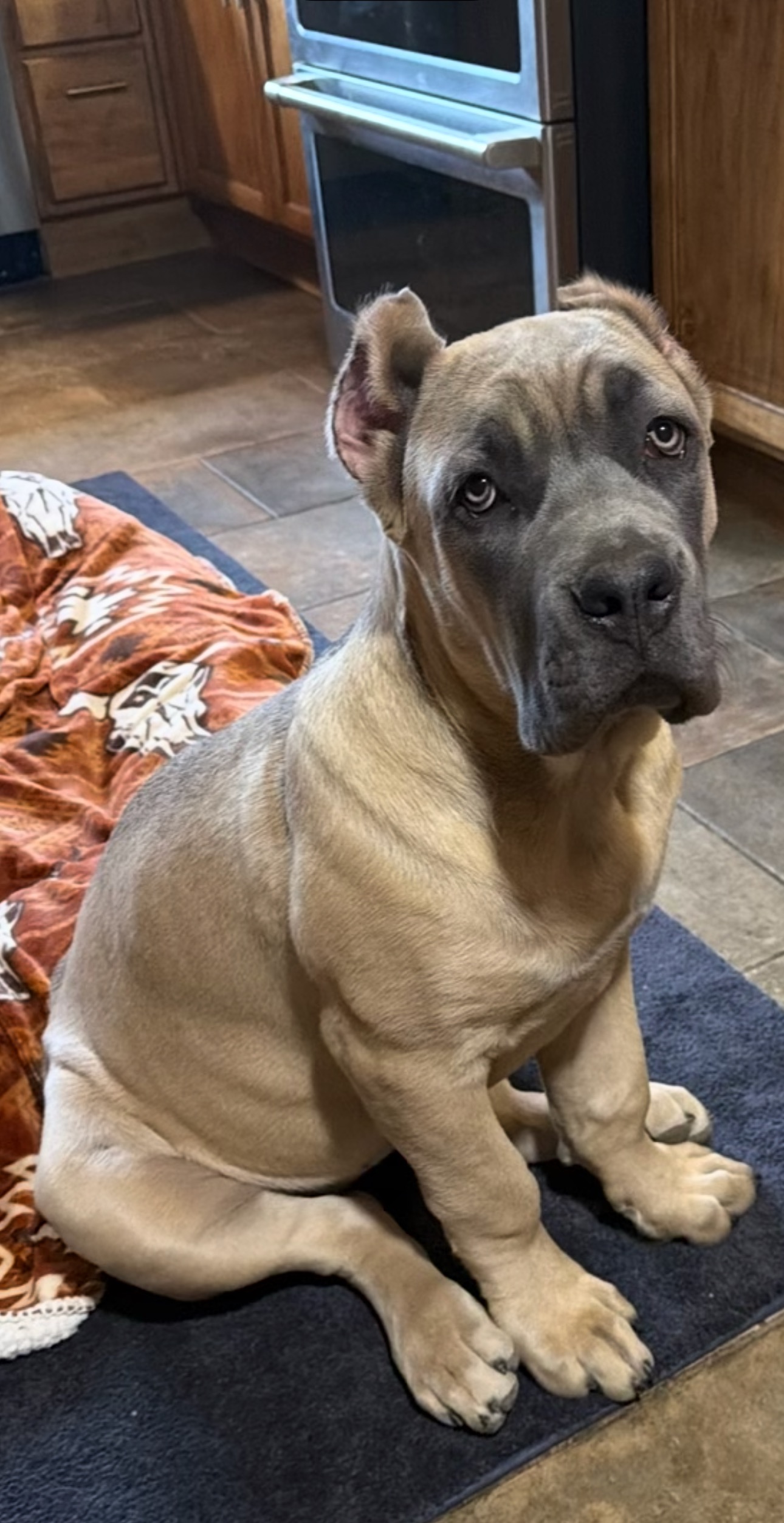 Fawn Cane Corso puppy
