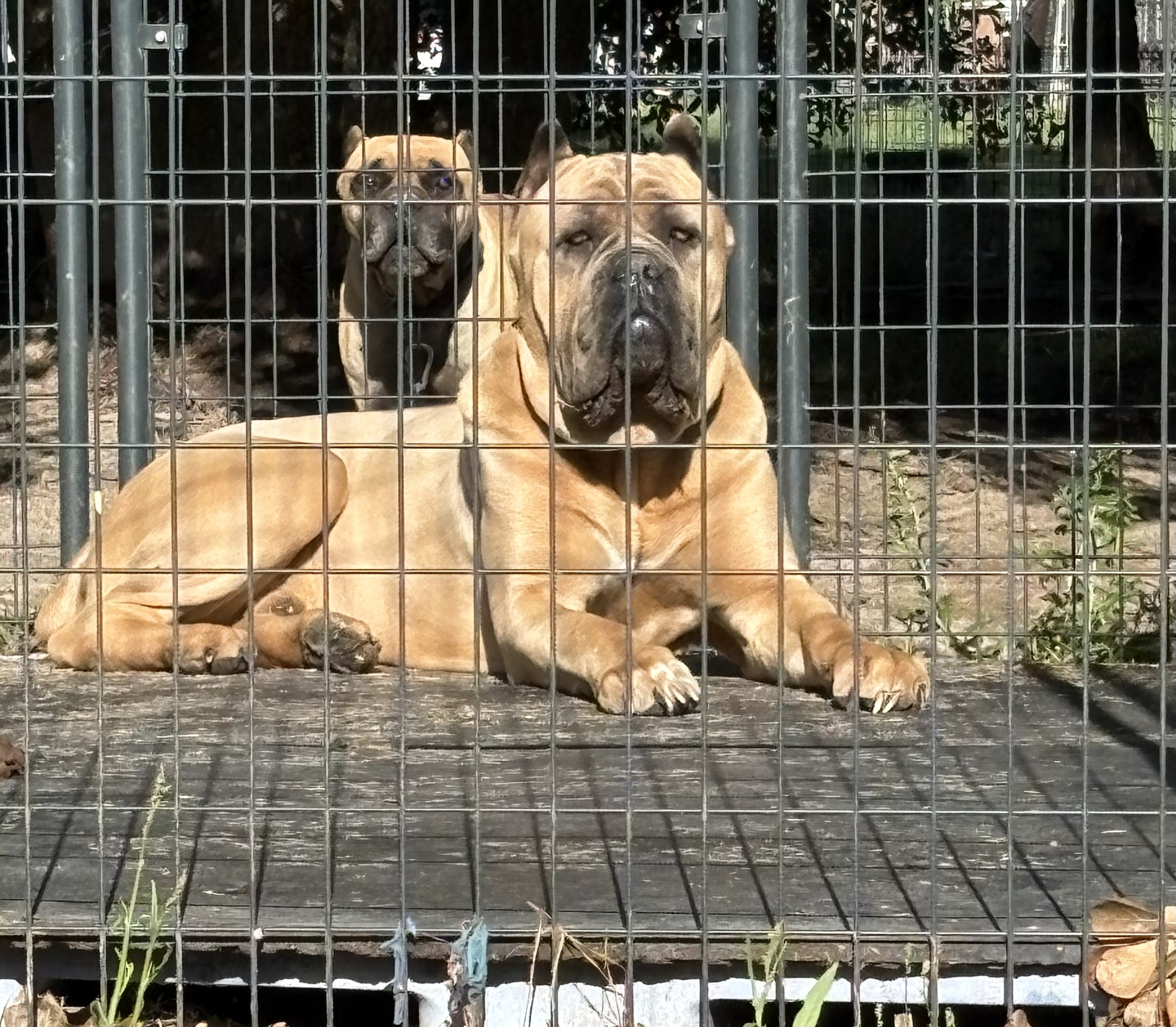 Our dogs at Creed Breed Kennels