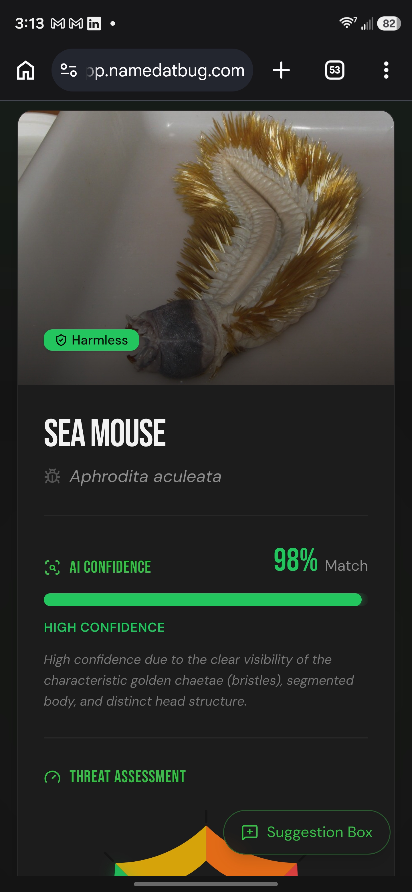 Name Dat Bug app live screenshot — Sea Mouse identification with 98% AI confidence and threat assessment