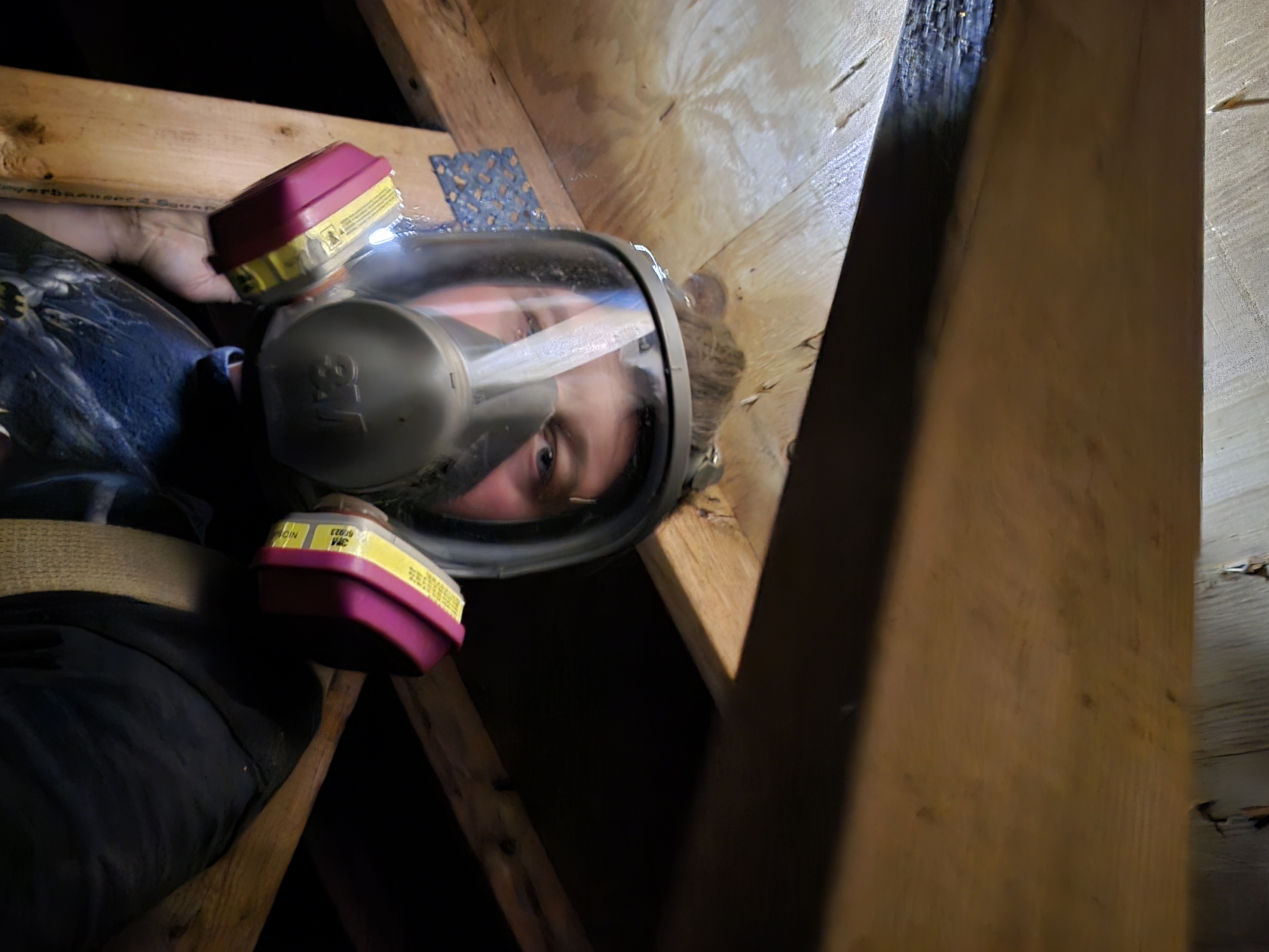 Attic inspection showing entry points