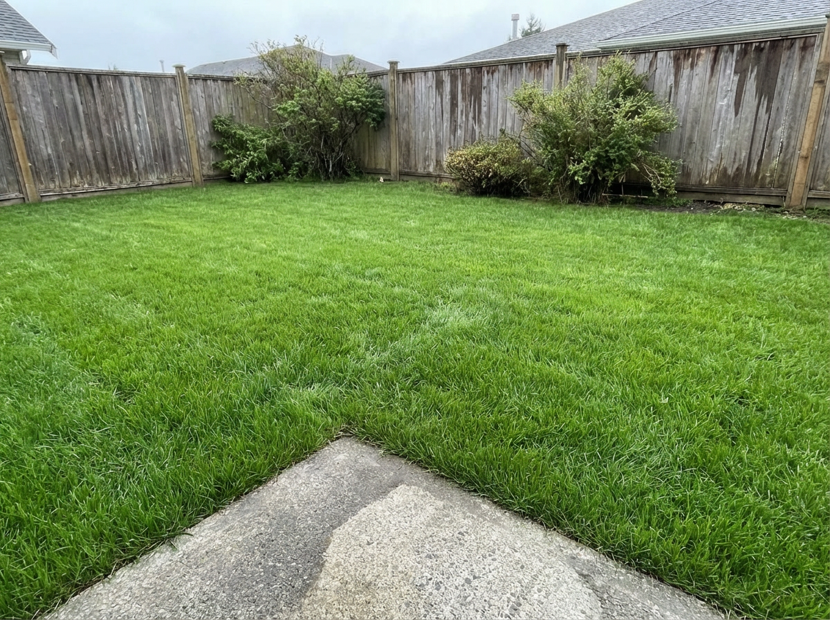 Healthy restored lawn after grub treatment
