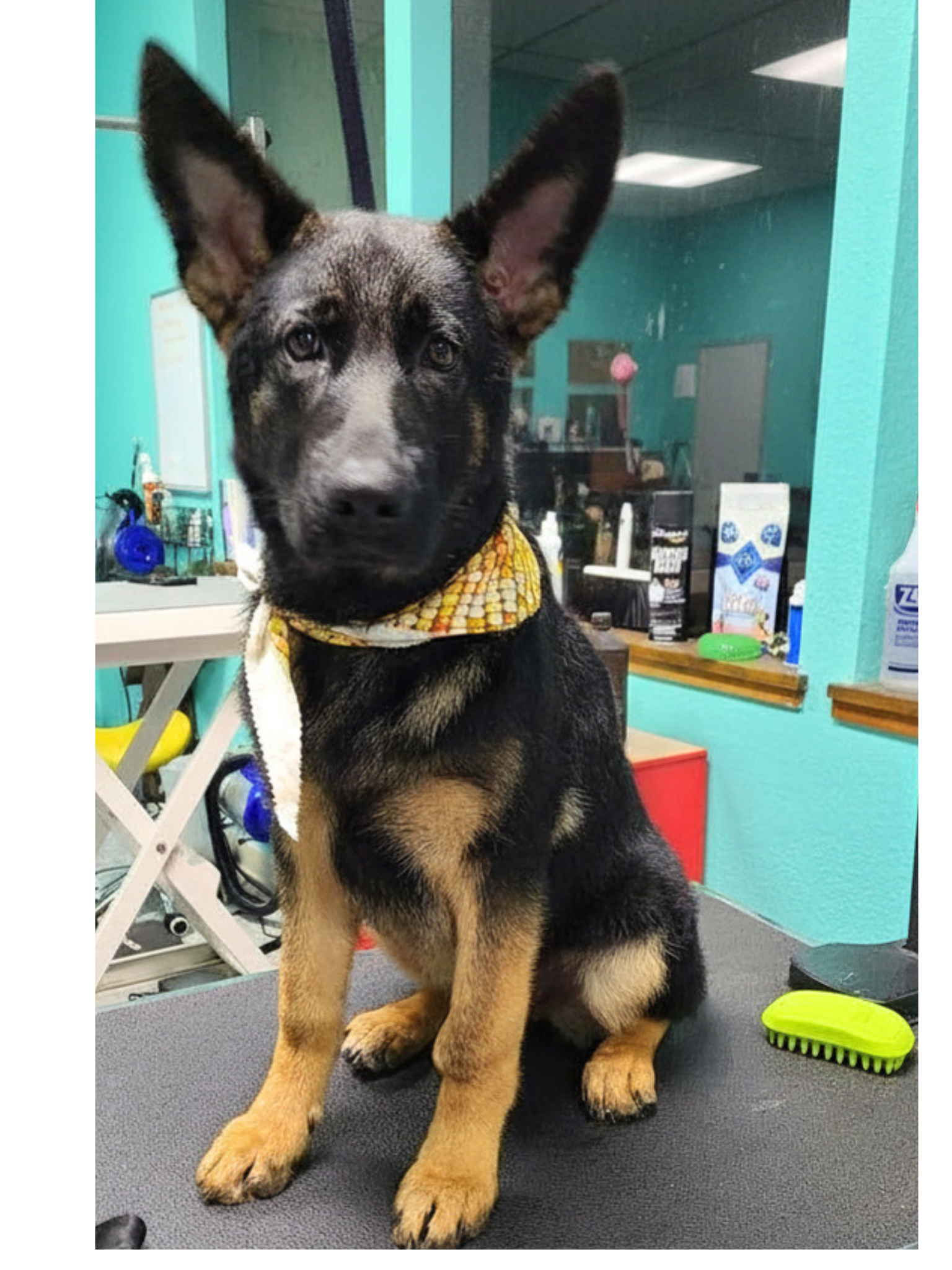 German Shepherd — Lookin' regal!
