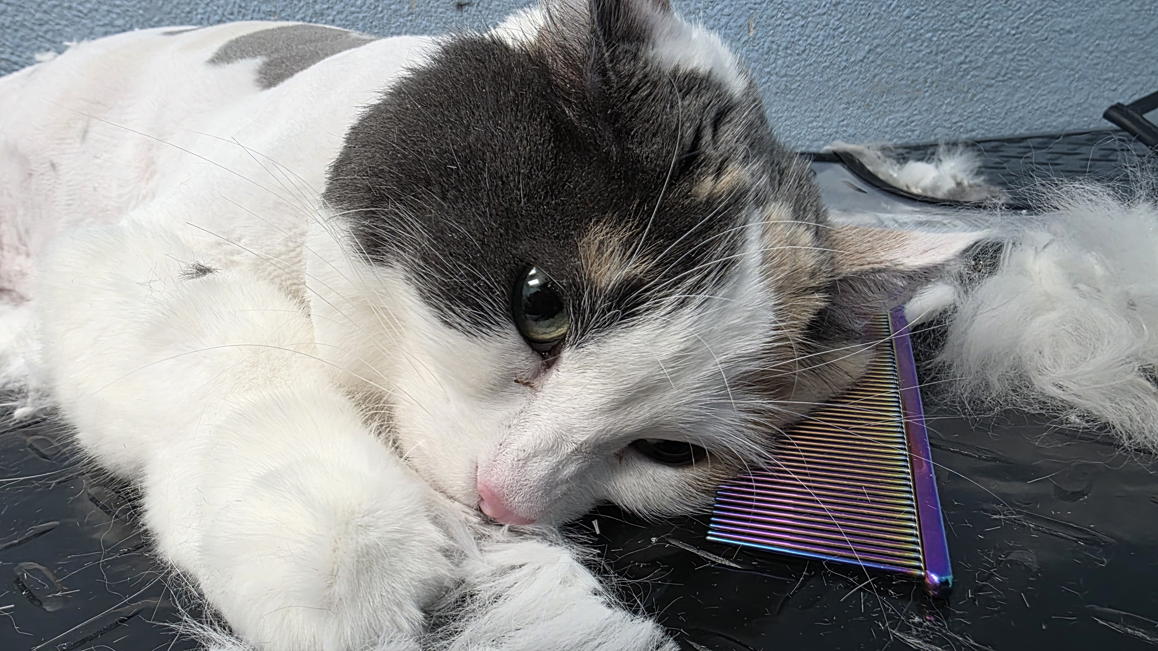 Cat groom in progress — gentle & patient!