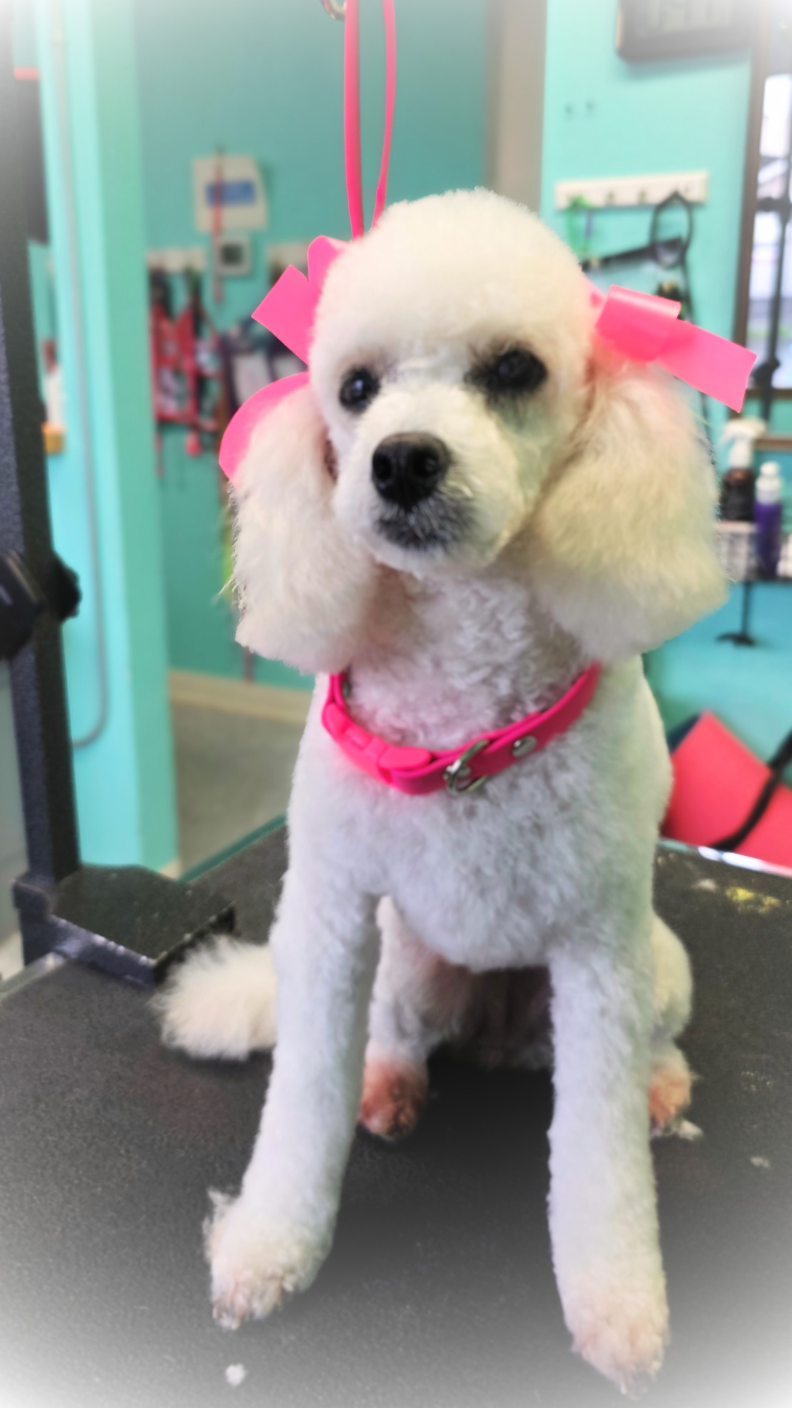 Poodle — Glam bows & fresh cut!