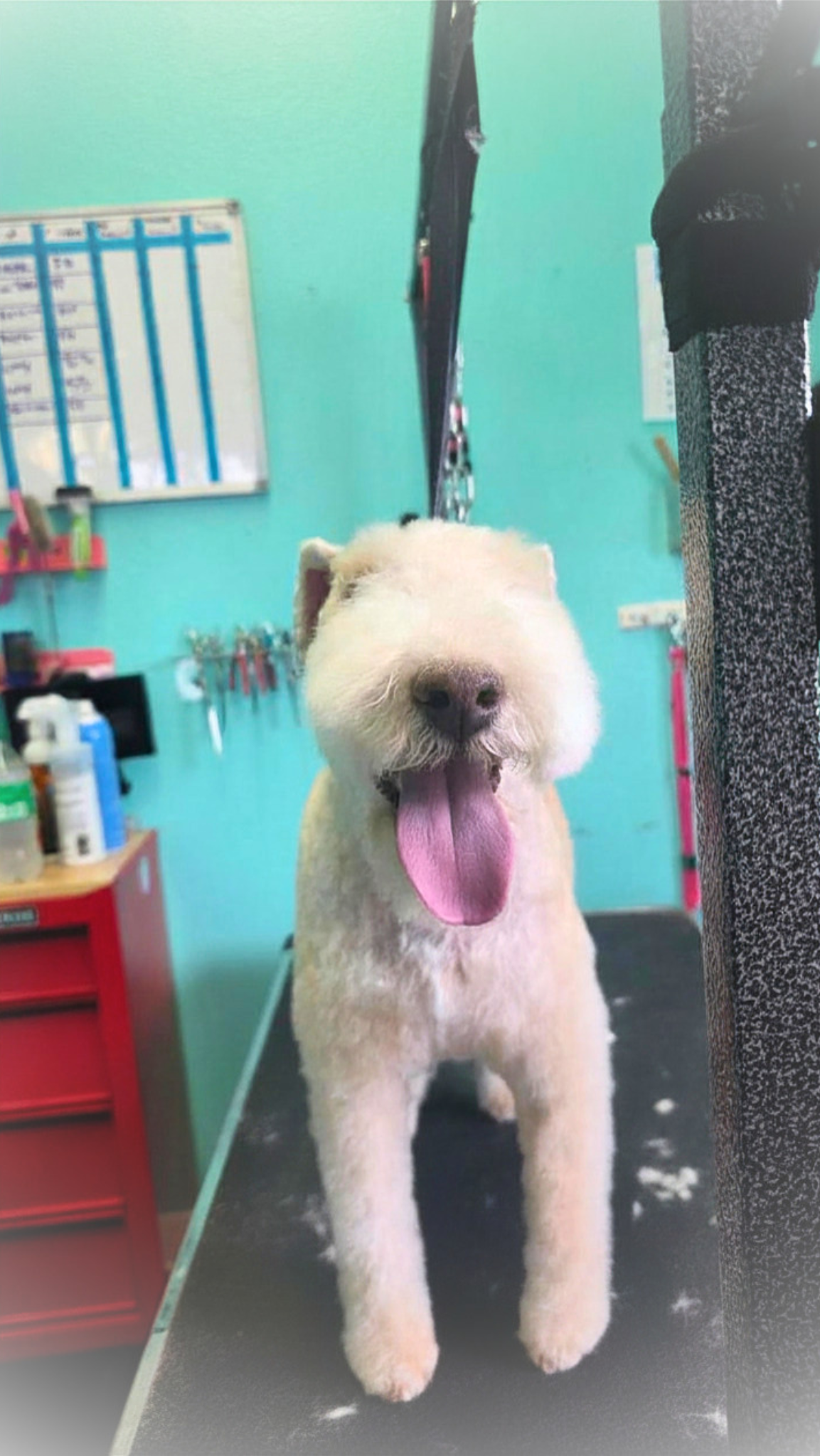 Wheaten Terrier — Happy & freshly groomed!