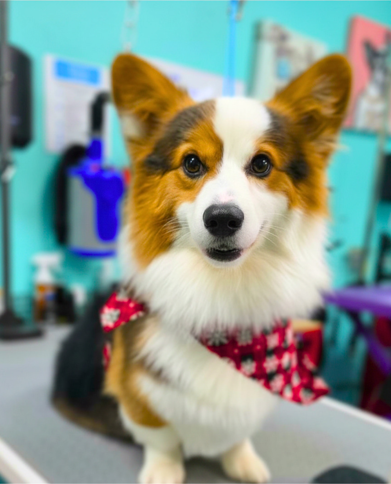 Corgi — Looking sharp!