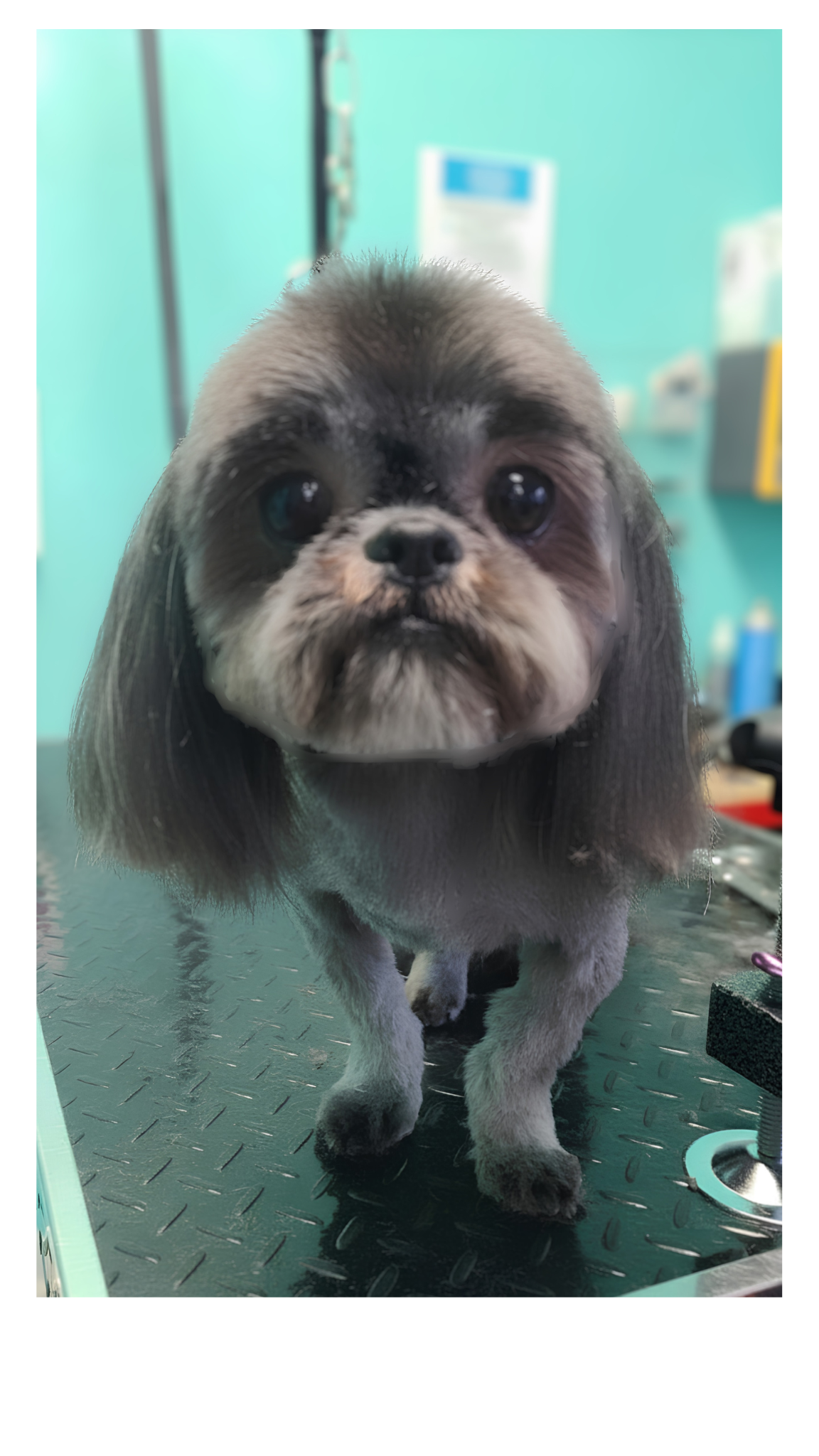 Shih Tzu — Fresh & fabulous!