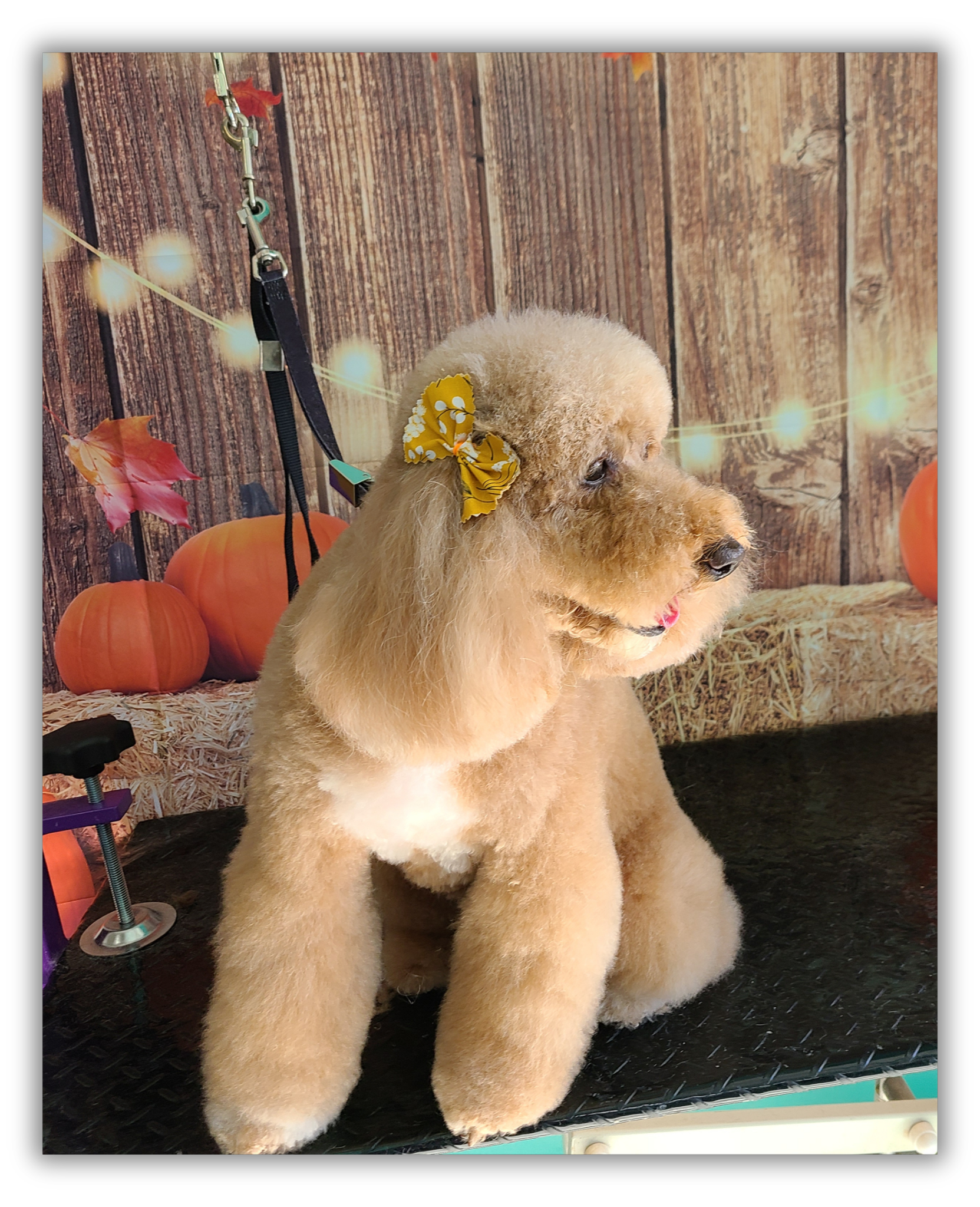 Pomeranian — Bow & all!