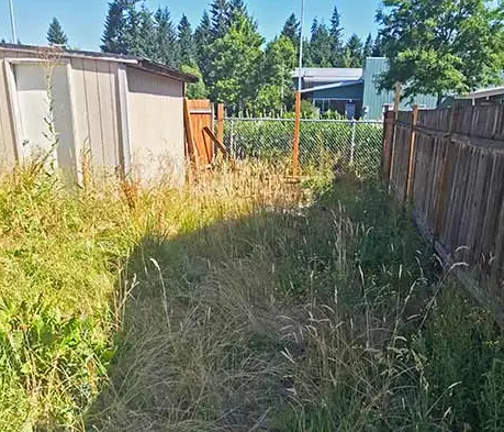 Overgrown outdoor space needing seasonal cleanup