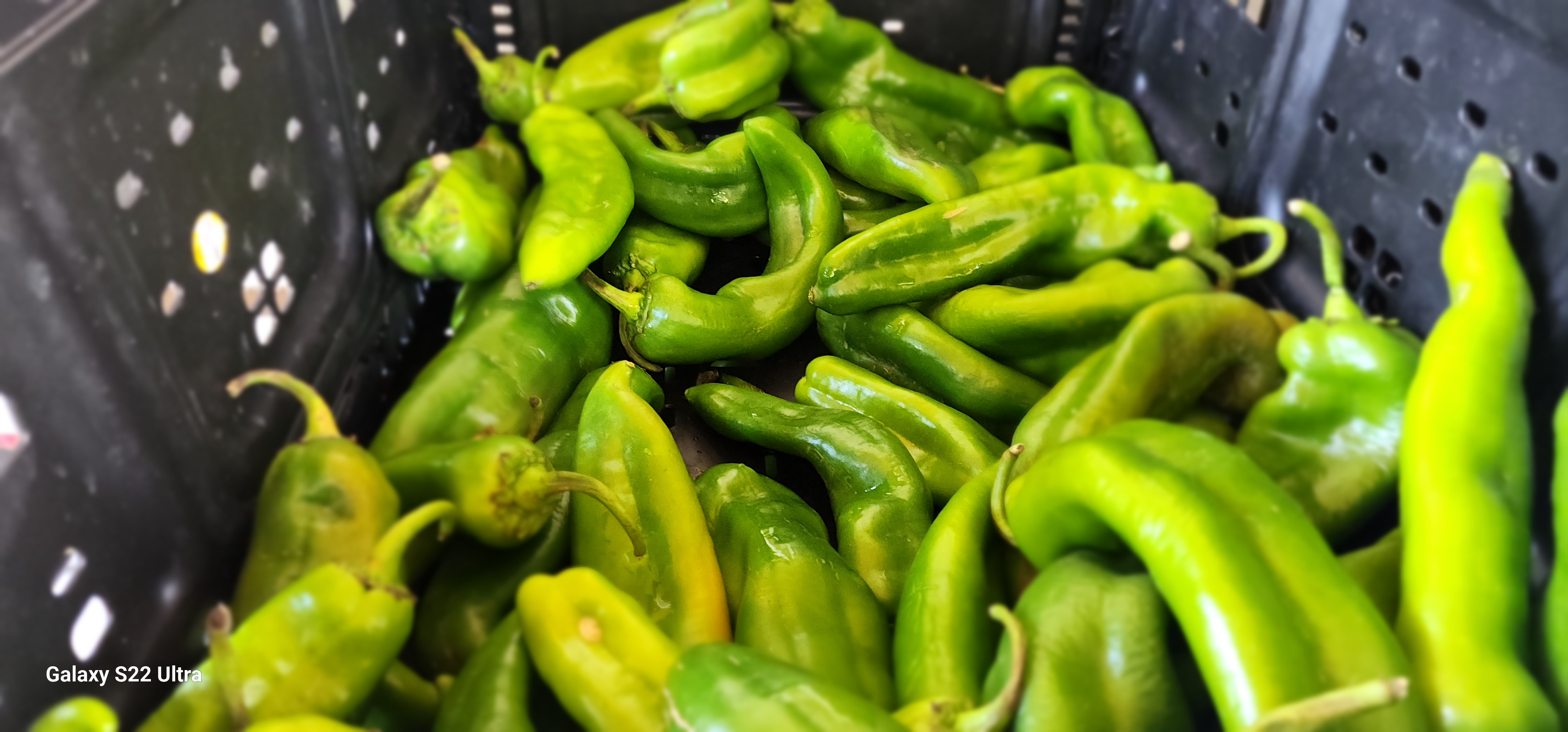 Fresh Hatch green chiles