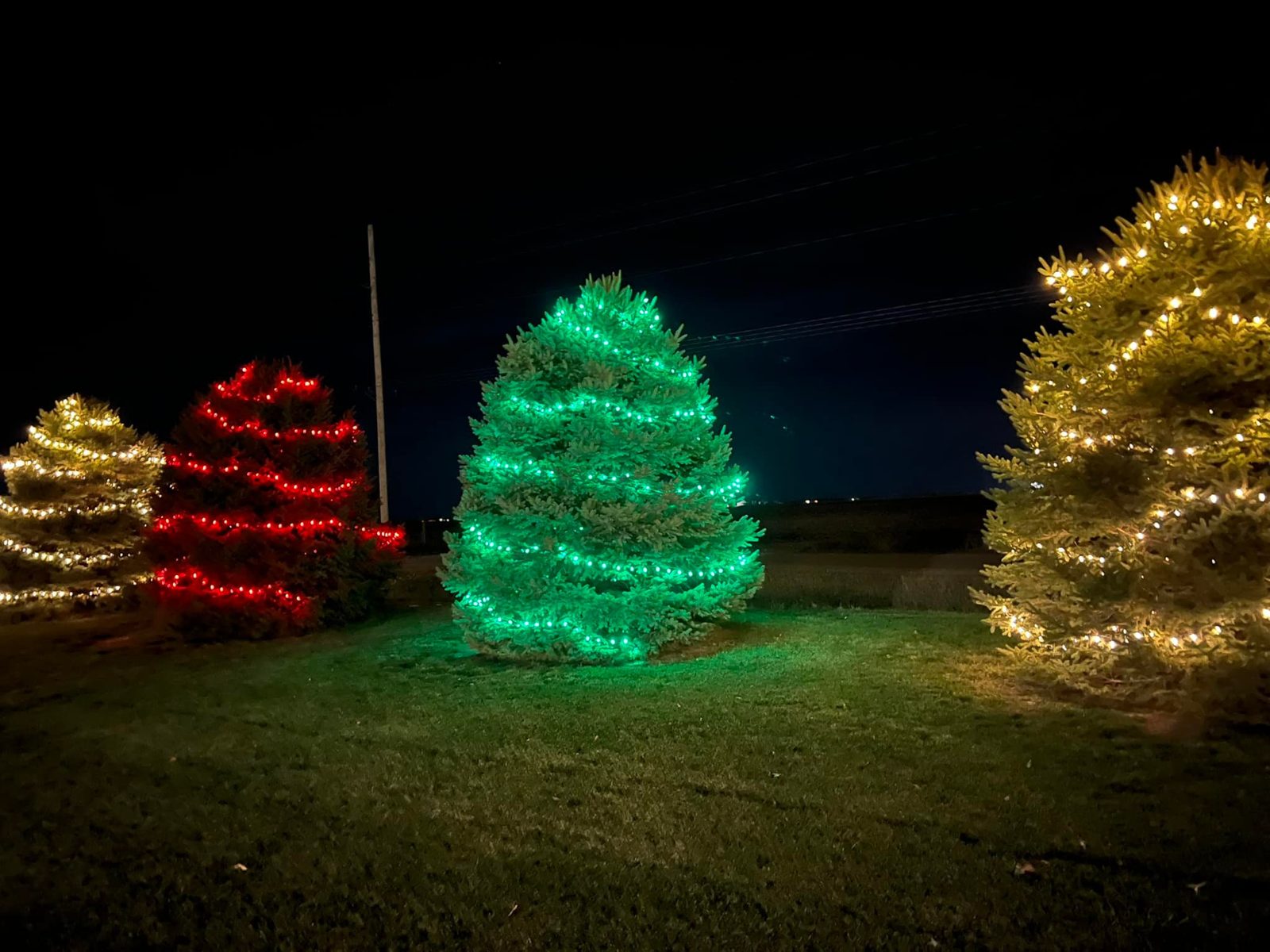 Evergreen trees wrapped in red, green and gold Christmas lights — Lincoln Creek holiday lighting