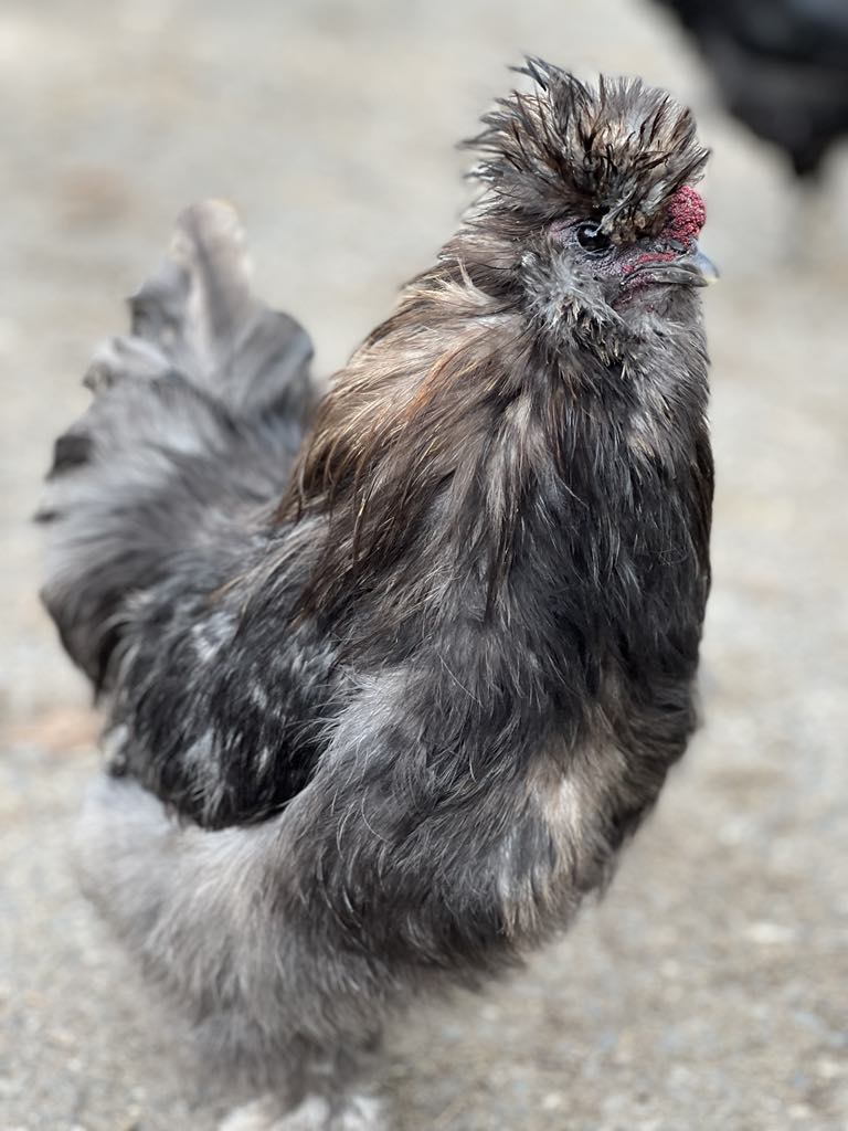Home Grown Farm mascot - Grey Silkie chicken
