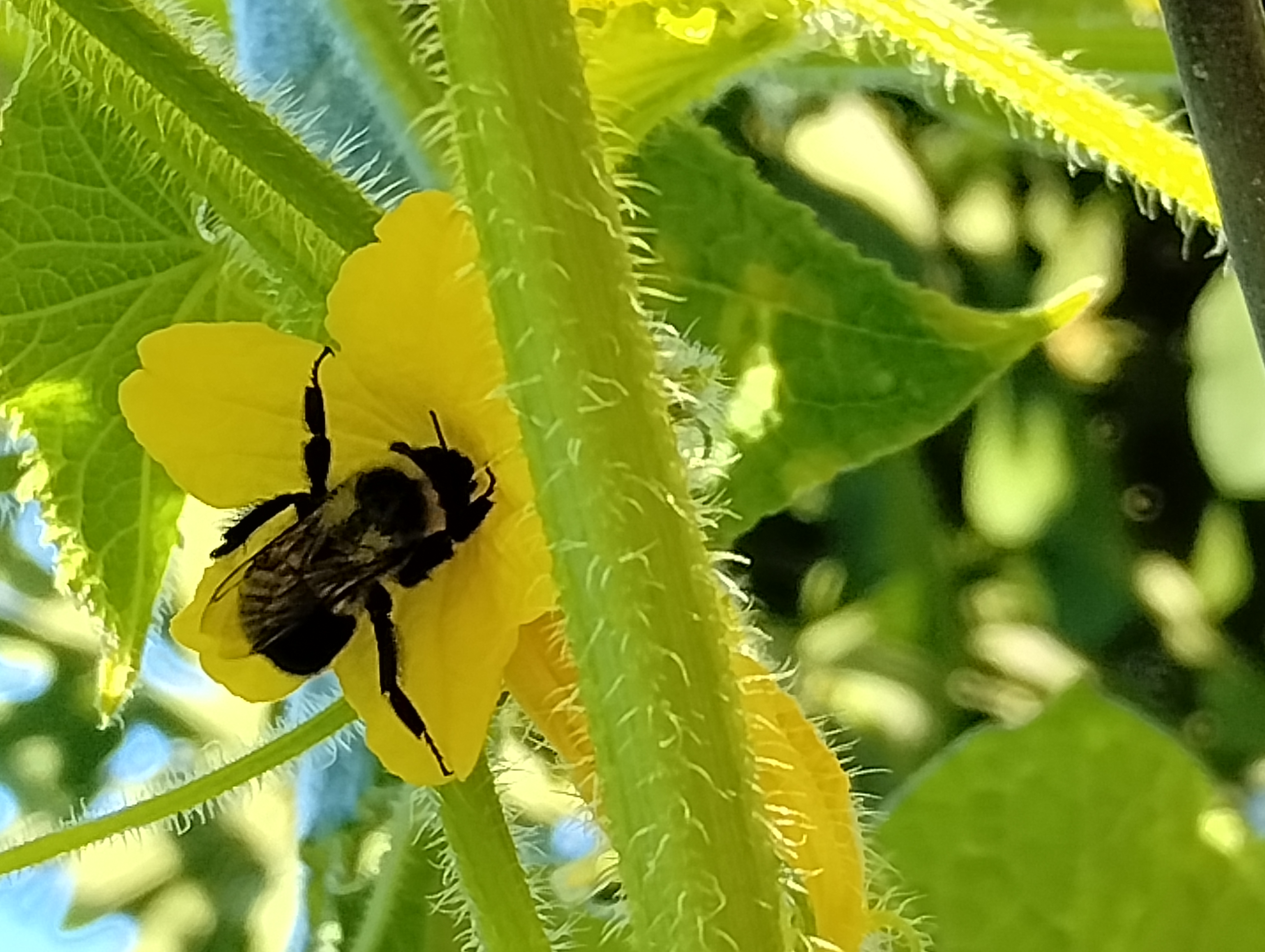 Bee pollinating a squash flower on the farm