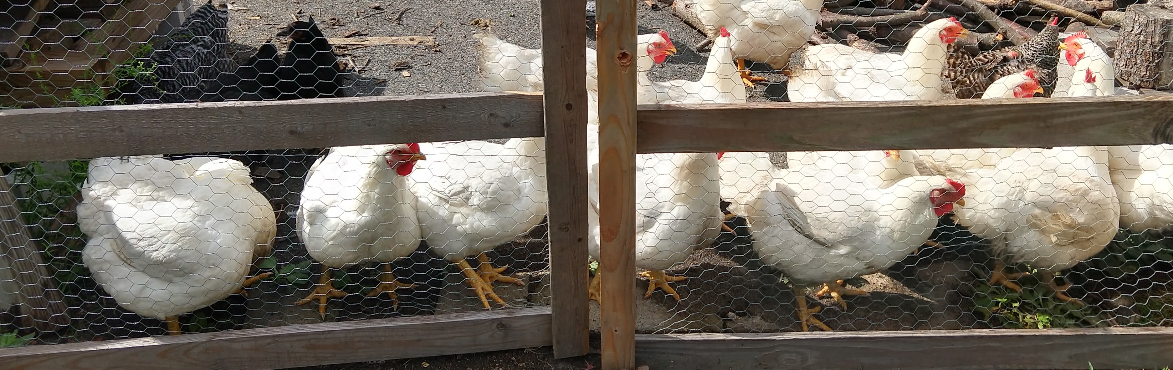 Live Chickens
