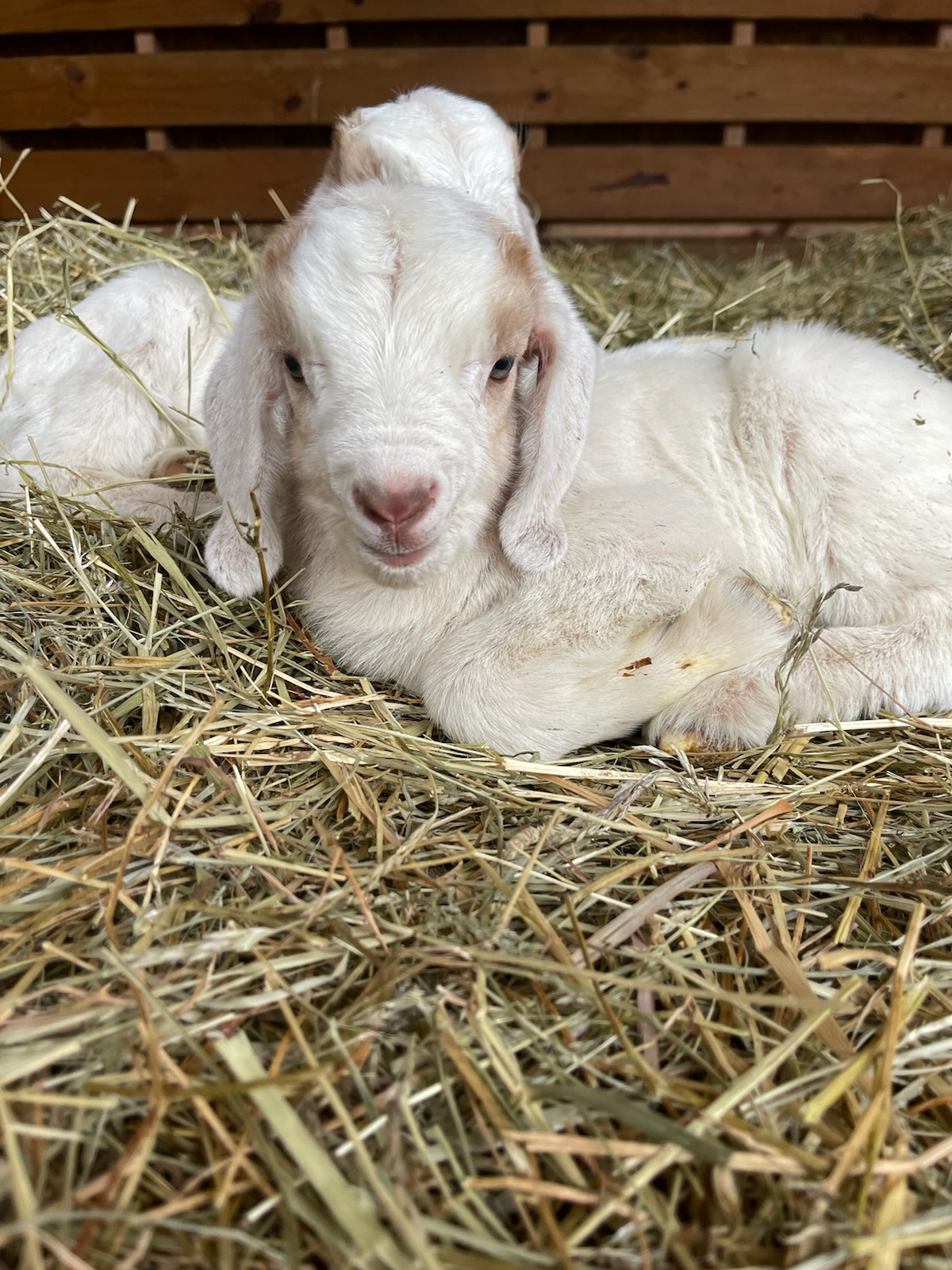 Boer Goats