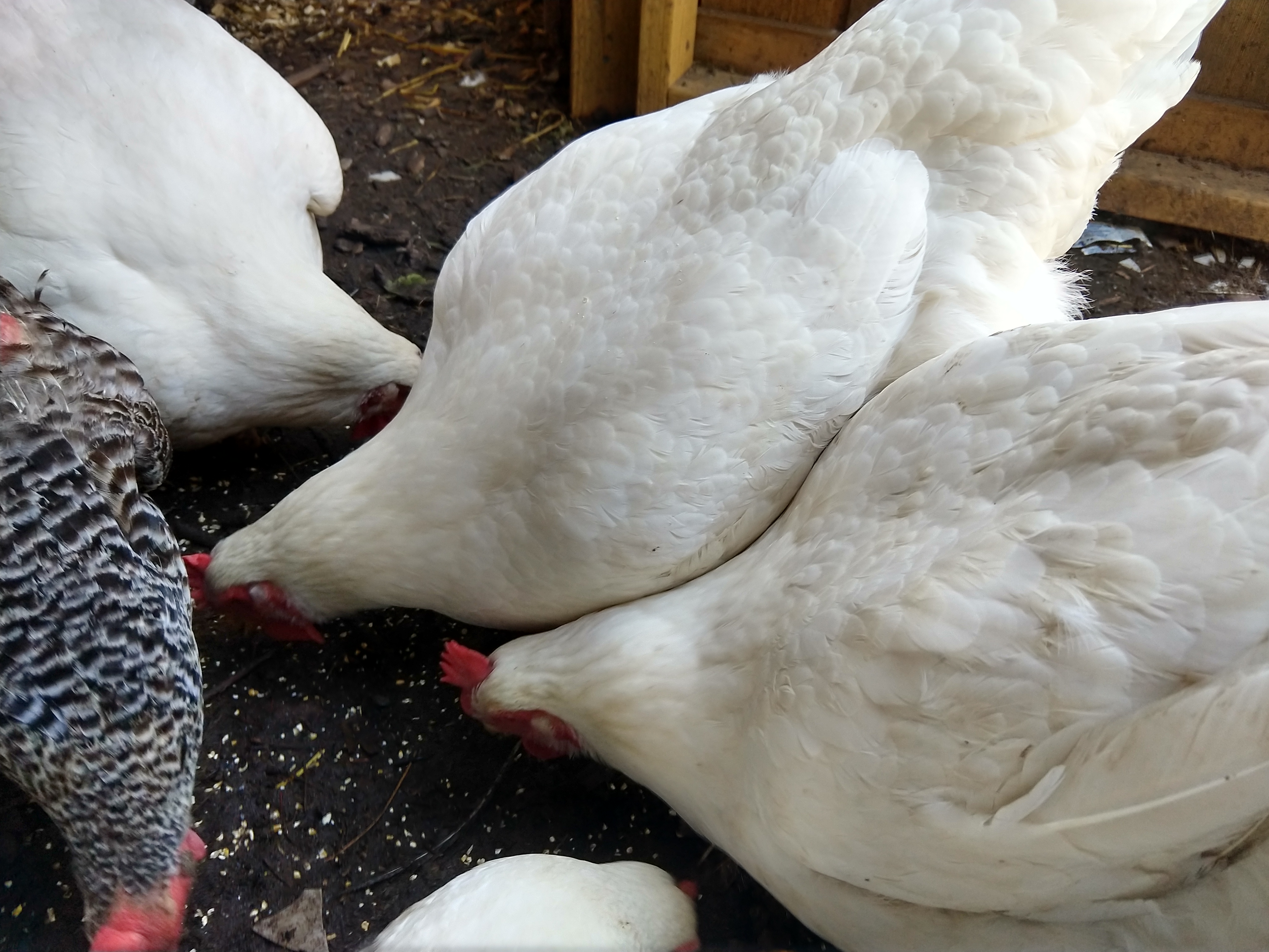 Whole Chickens