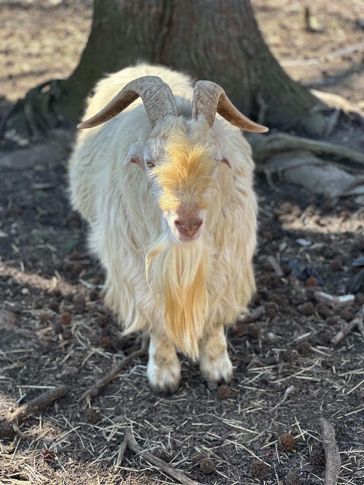 Boer goat on the farm