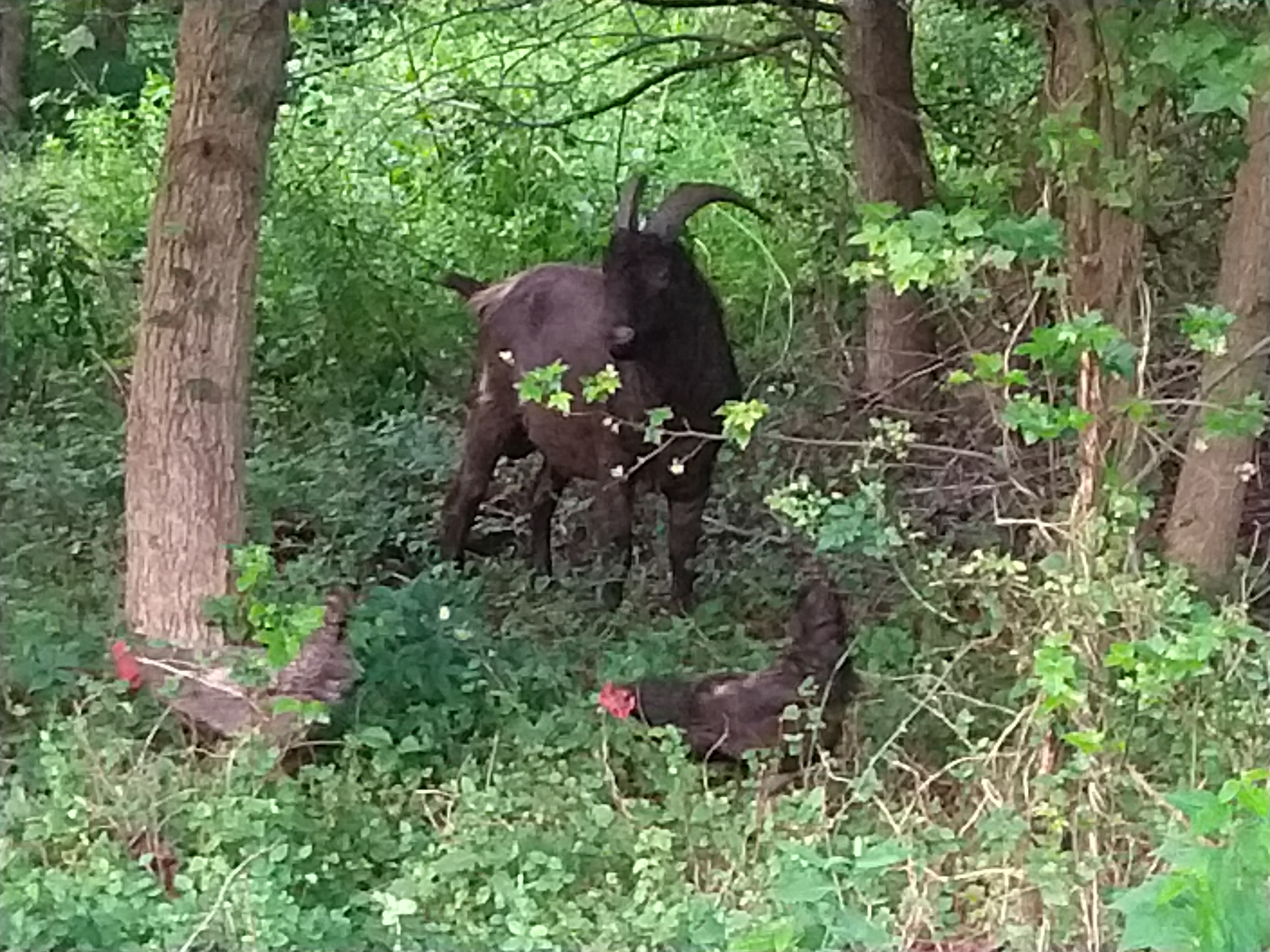 Goat and chickens foraging in the woods