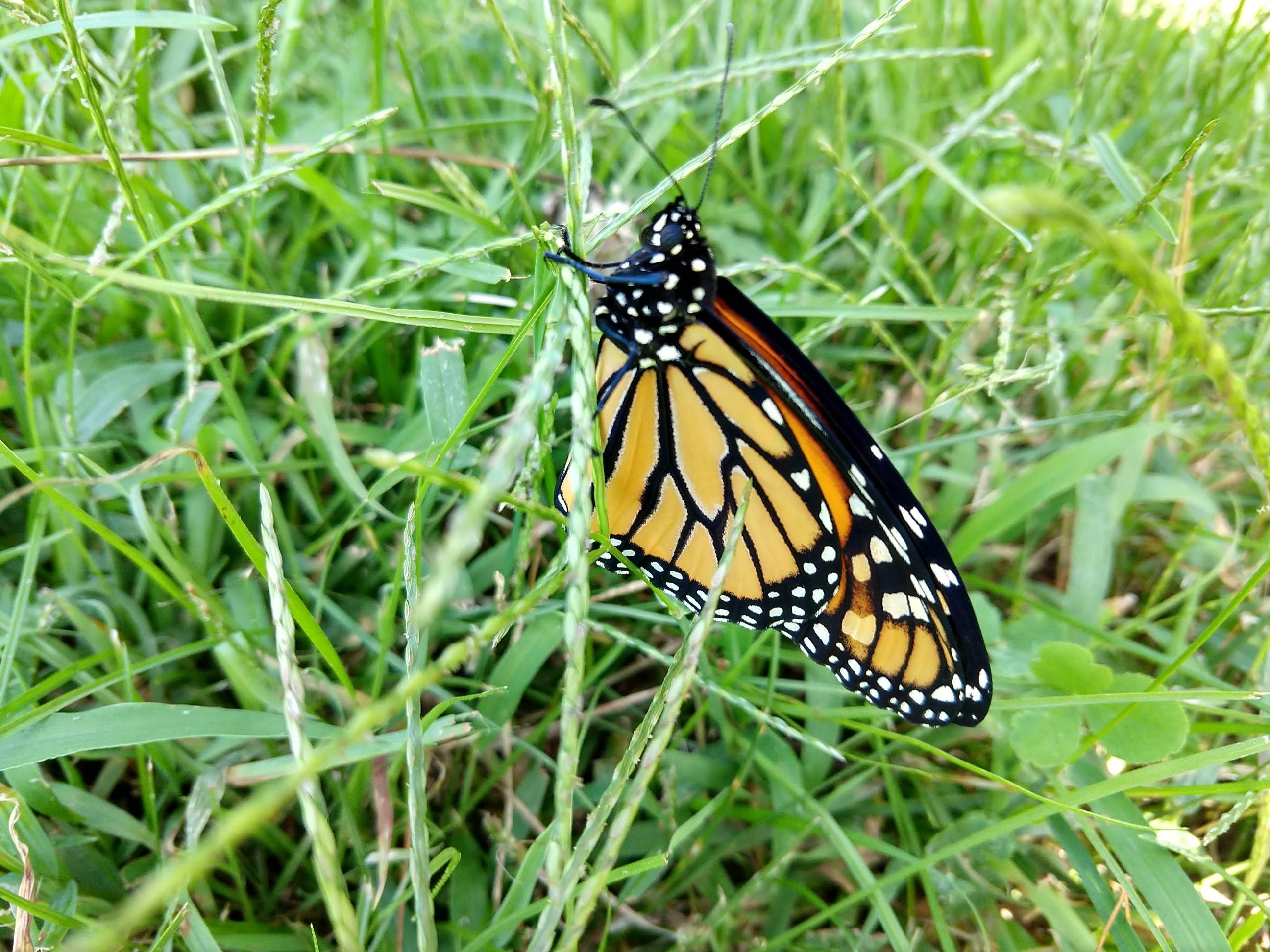 Monarch butterfly in the farm grass