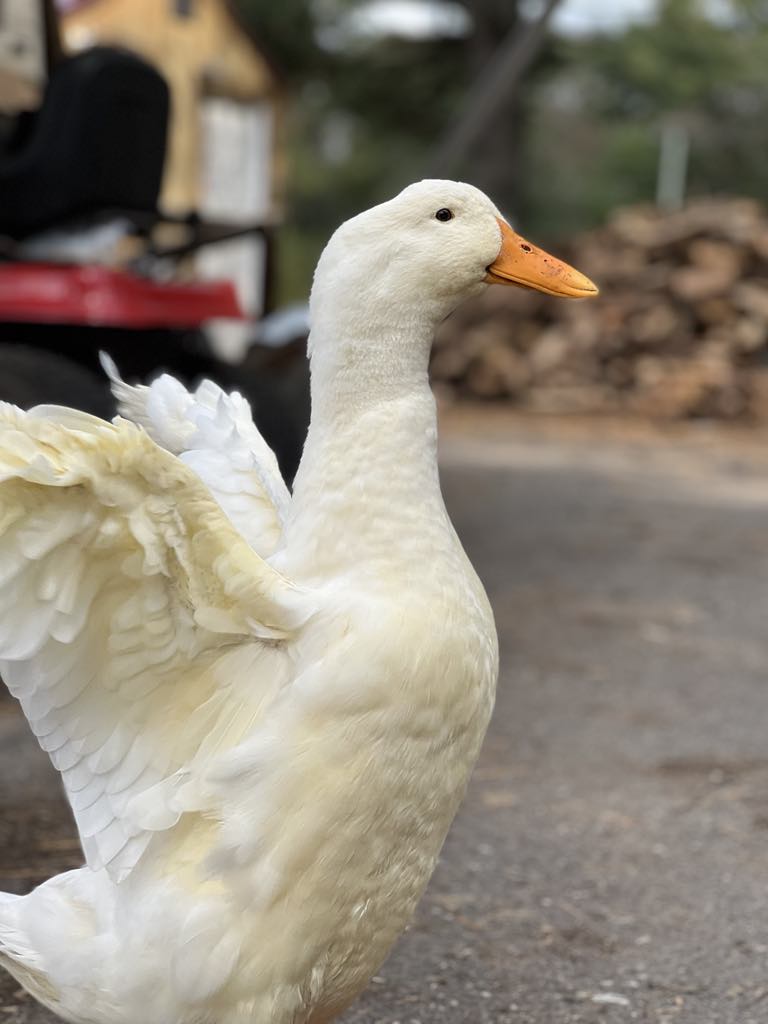 Ducks & Geese