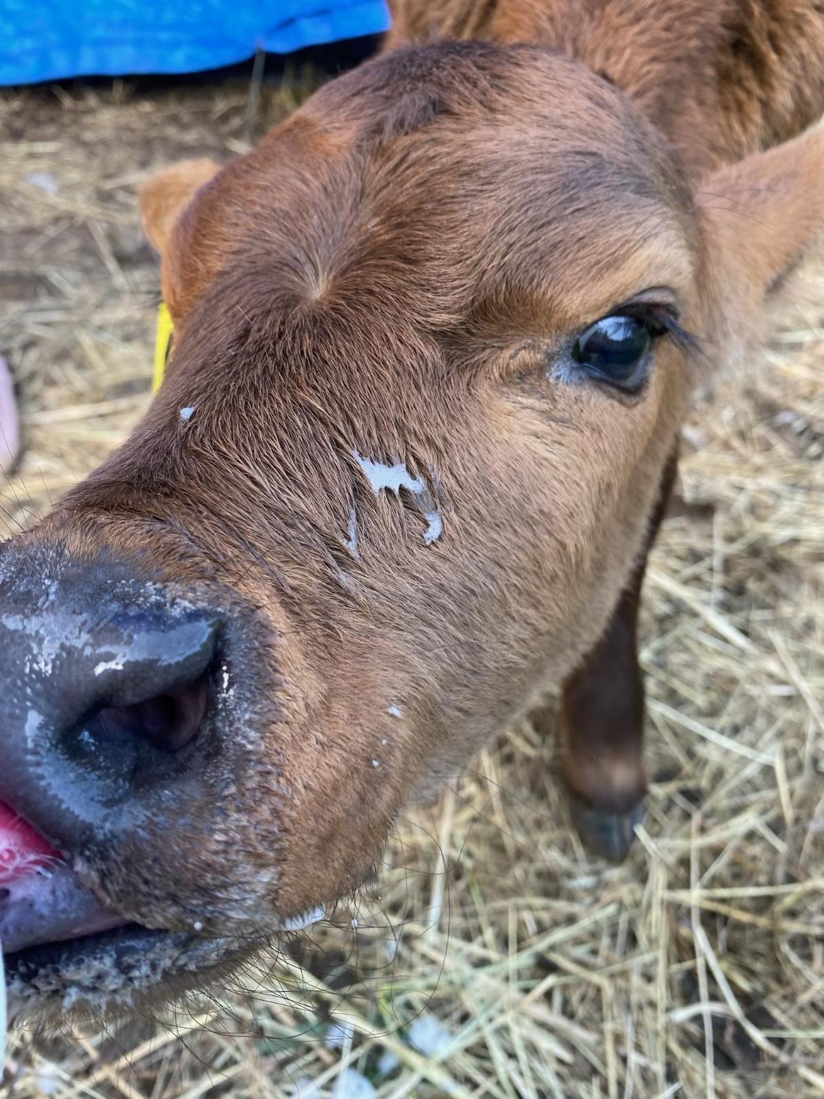 Calf on the farm