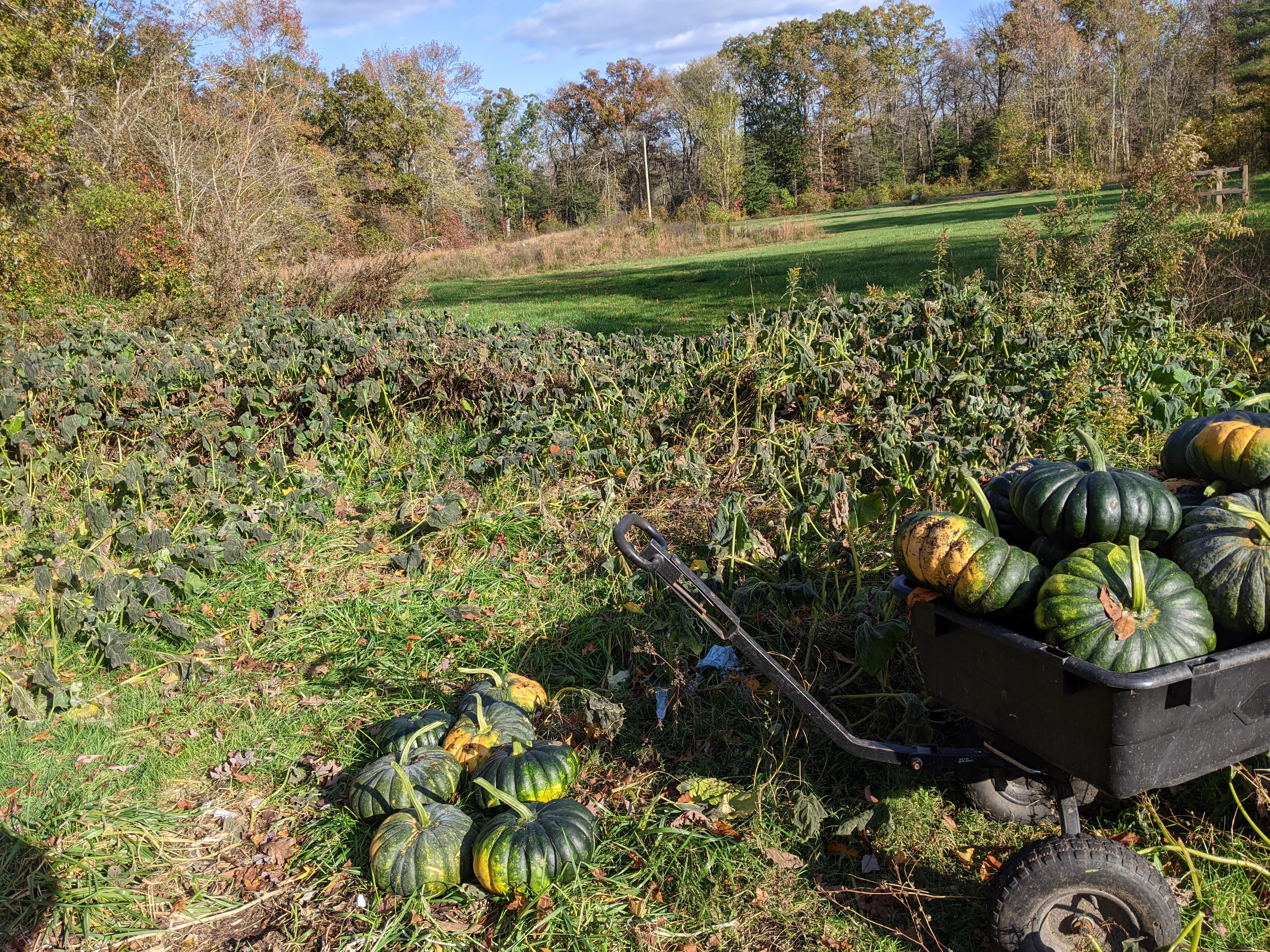 Squash harvest from the farm