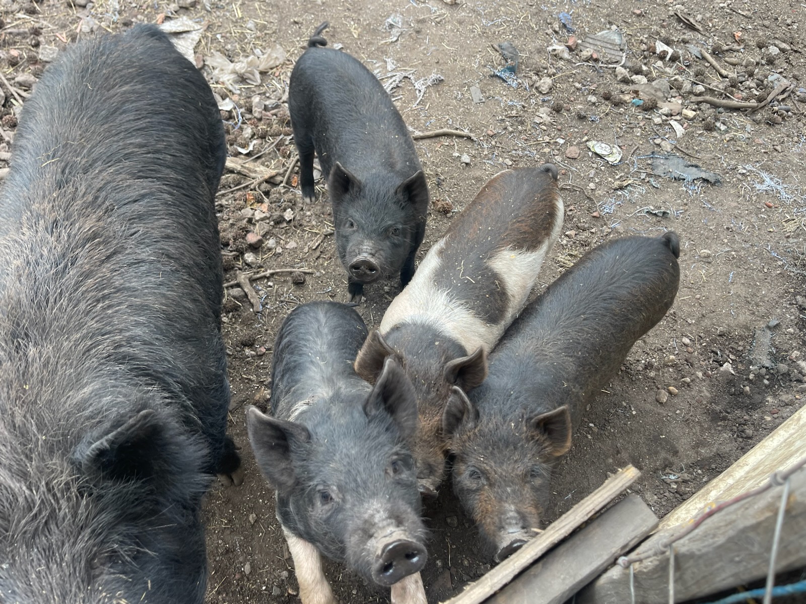 Live Hogs